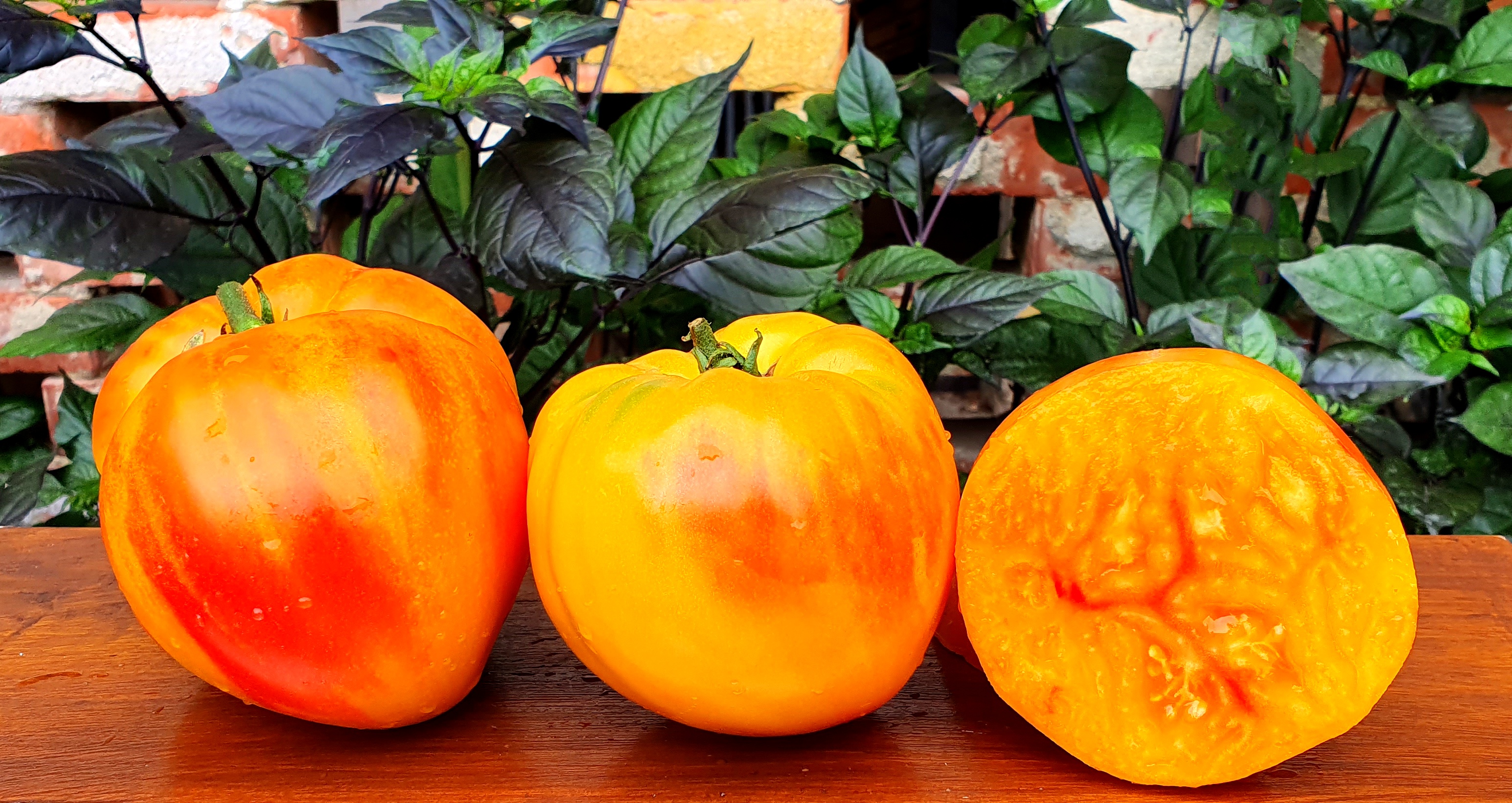 Семена Томат МИНУСИНСКИЙ СЛОН ОРАНЖЕВЫЙ (Minusinsk Elephant Orange) — фото 2