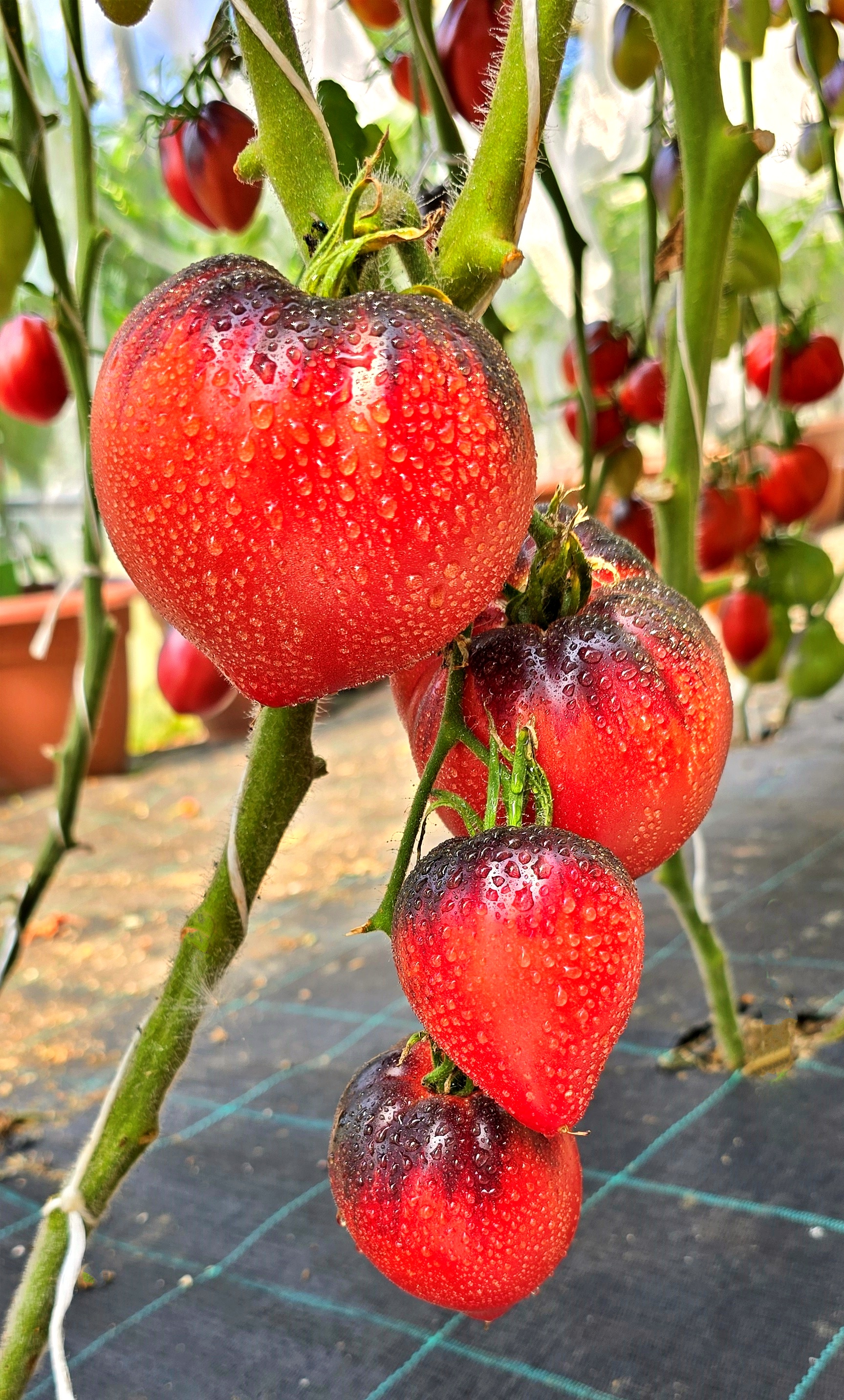 Семена Томат КЛУБНИЧНЫЙ СЕРЖАНТ (Strawberry Sergeant) — фото 3