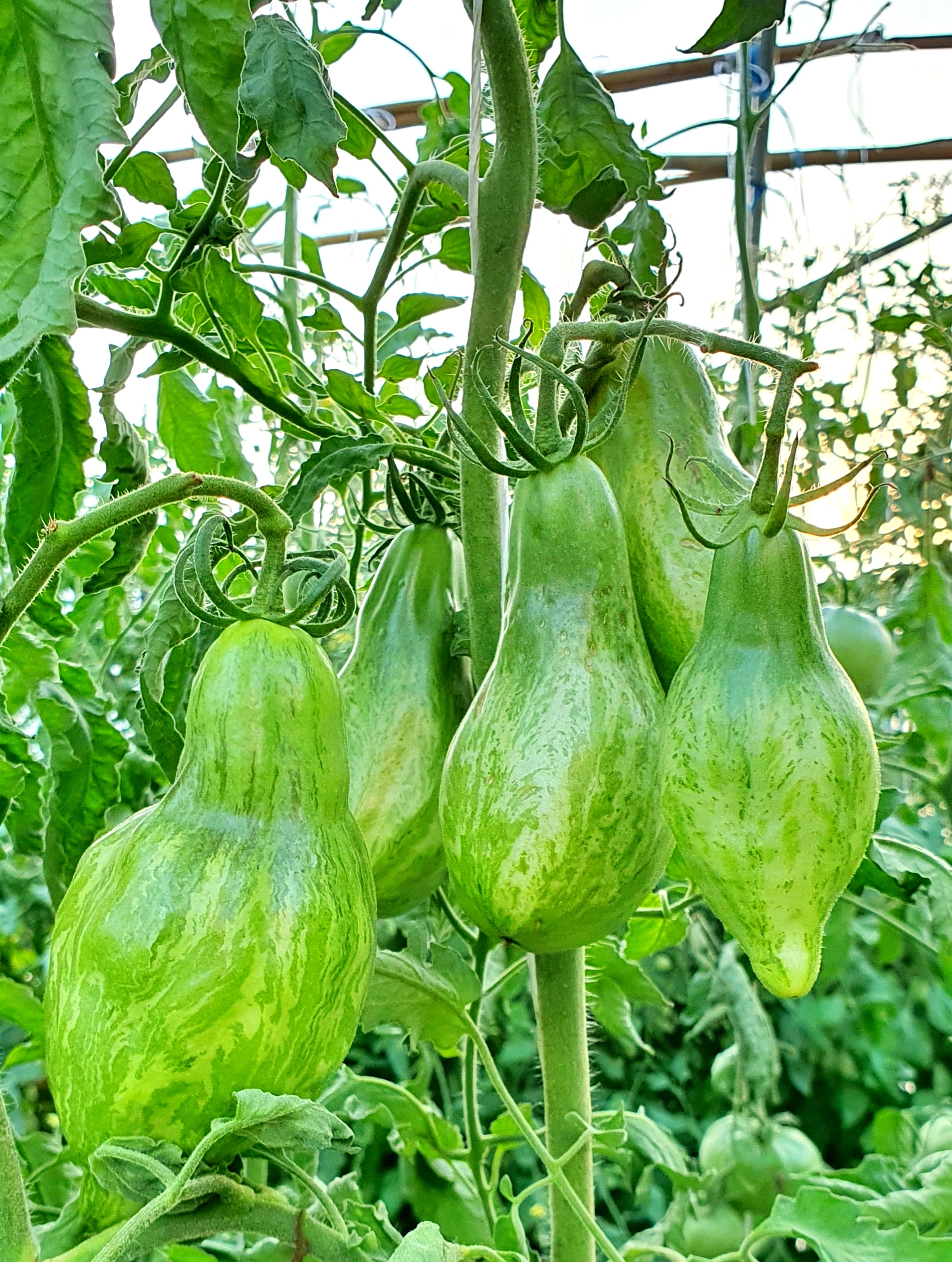 Семена Томат КУБИНСКИЙ САЛЯМИ (Cuban Salami) — фото 4
