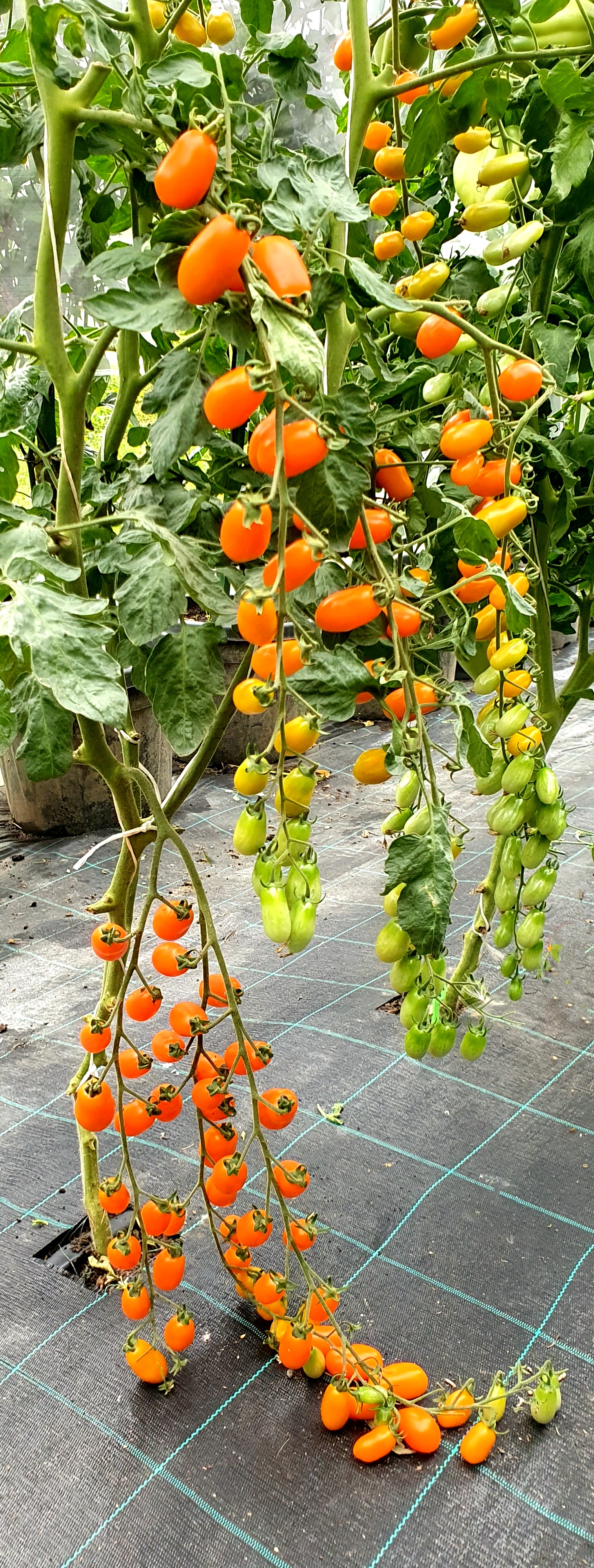 Семена Томат ДАТТЕРИНИ ОРАНЖЕВЫЙ (Datterini Orange) — фото 4
