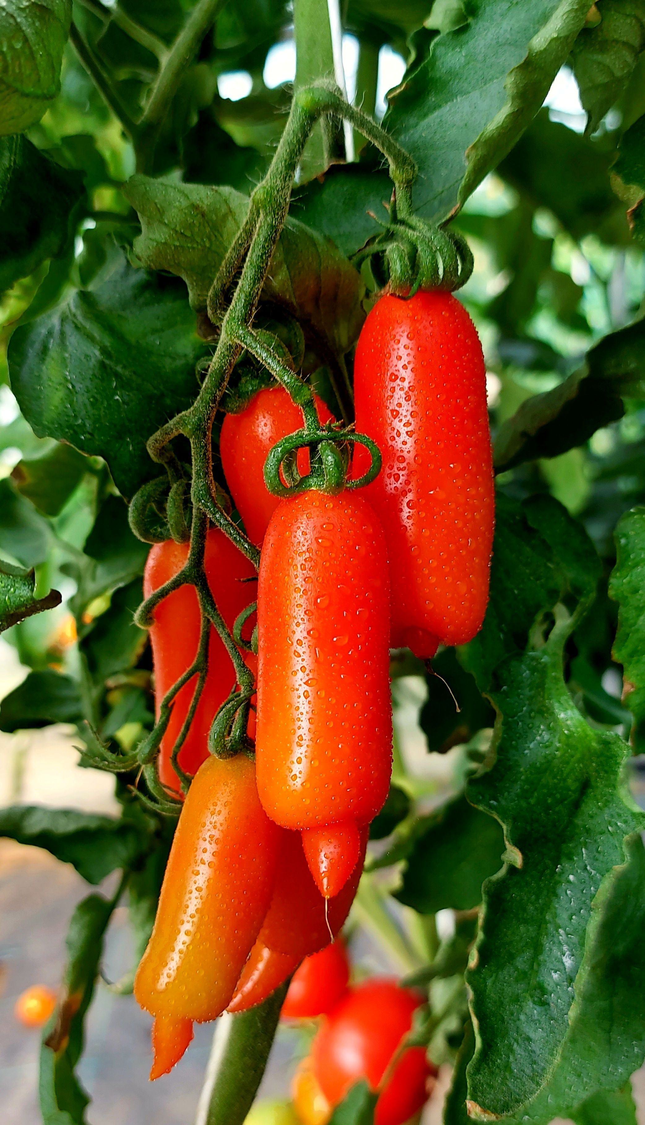 Семена Томат ПЬЕННОЛО ДЛИННЫЙ (Piennolo Lungo) / Seeds And Goods / в пакетике zip-lock без полиграфии 15 семян