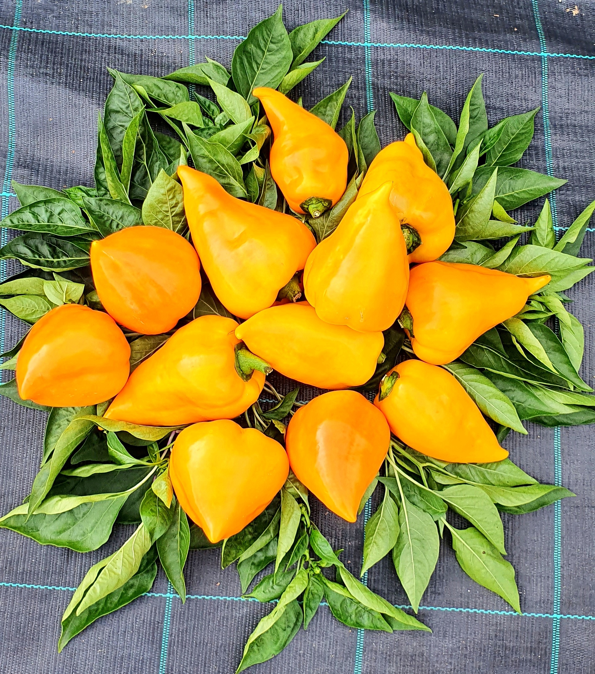 Семена Перец сладкий ЛЕСЯ ОРАНЖЕВАЯ (Lesya Orange) — фото 2