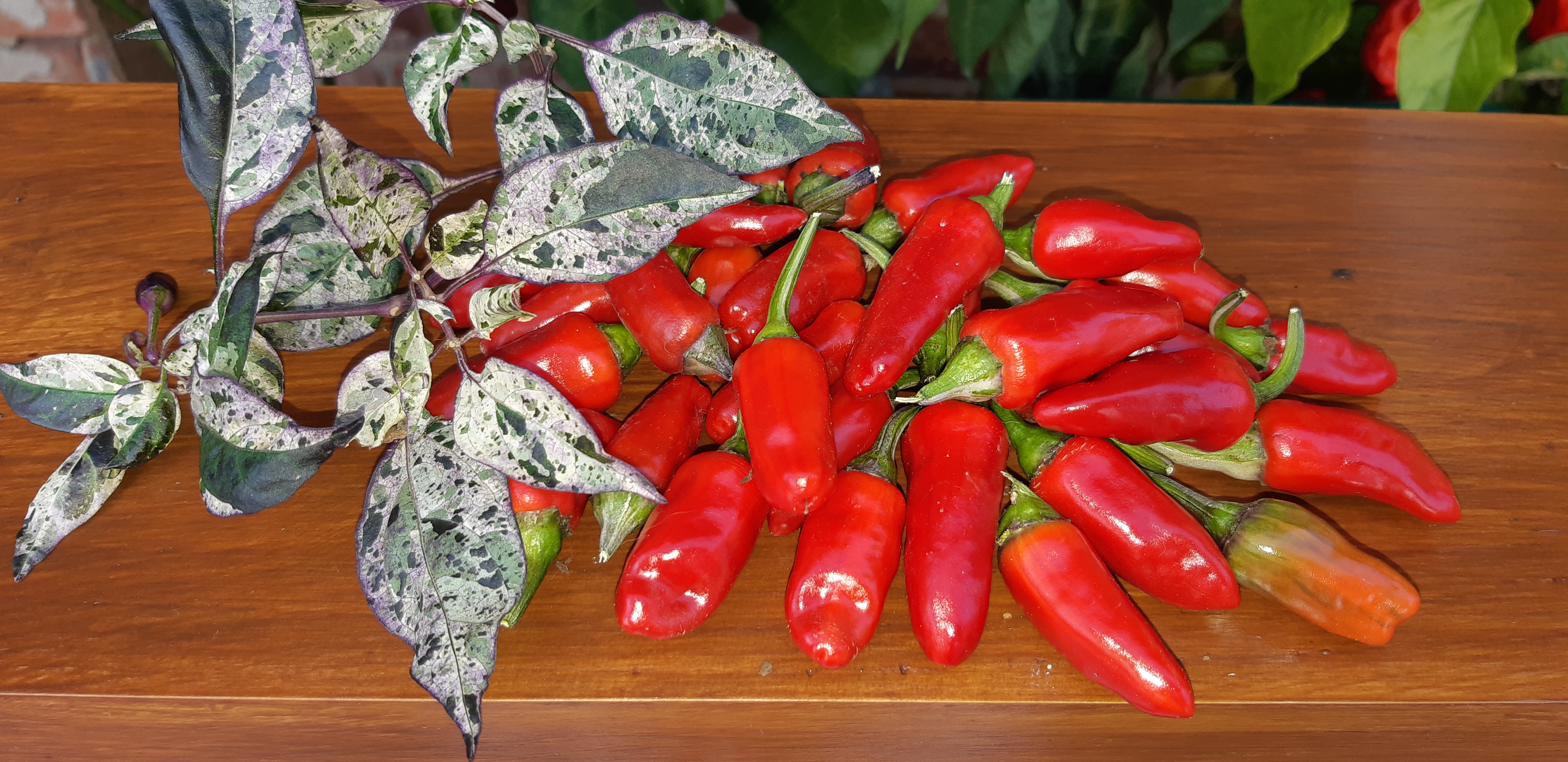 Семена Перец чили ТРИКОЛОР ПЕСТРОЛИСТНЫЙ (Tricolor Variegated)