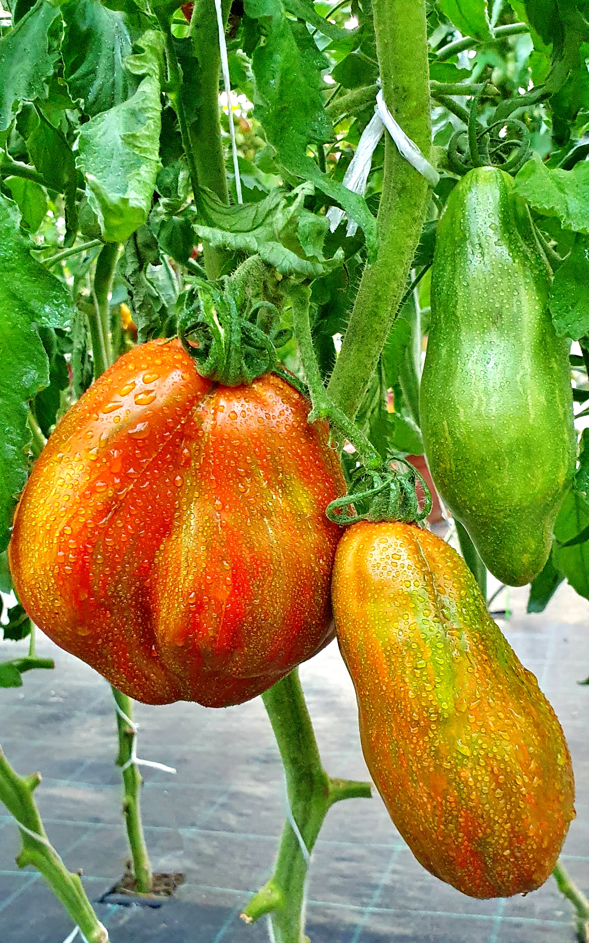 Семена Томат КУБИНСКИЙ САЛЯМИ (Cuban Salami) — фото 2