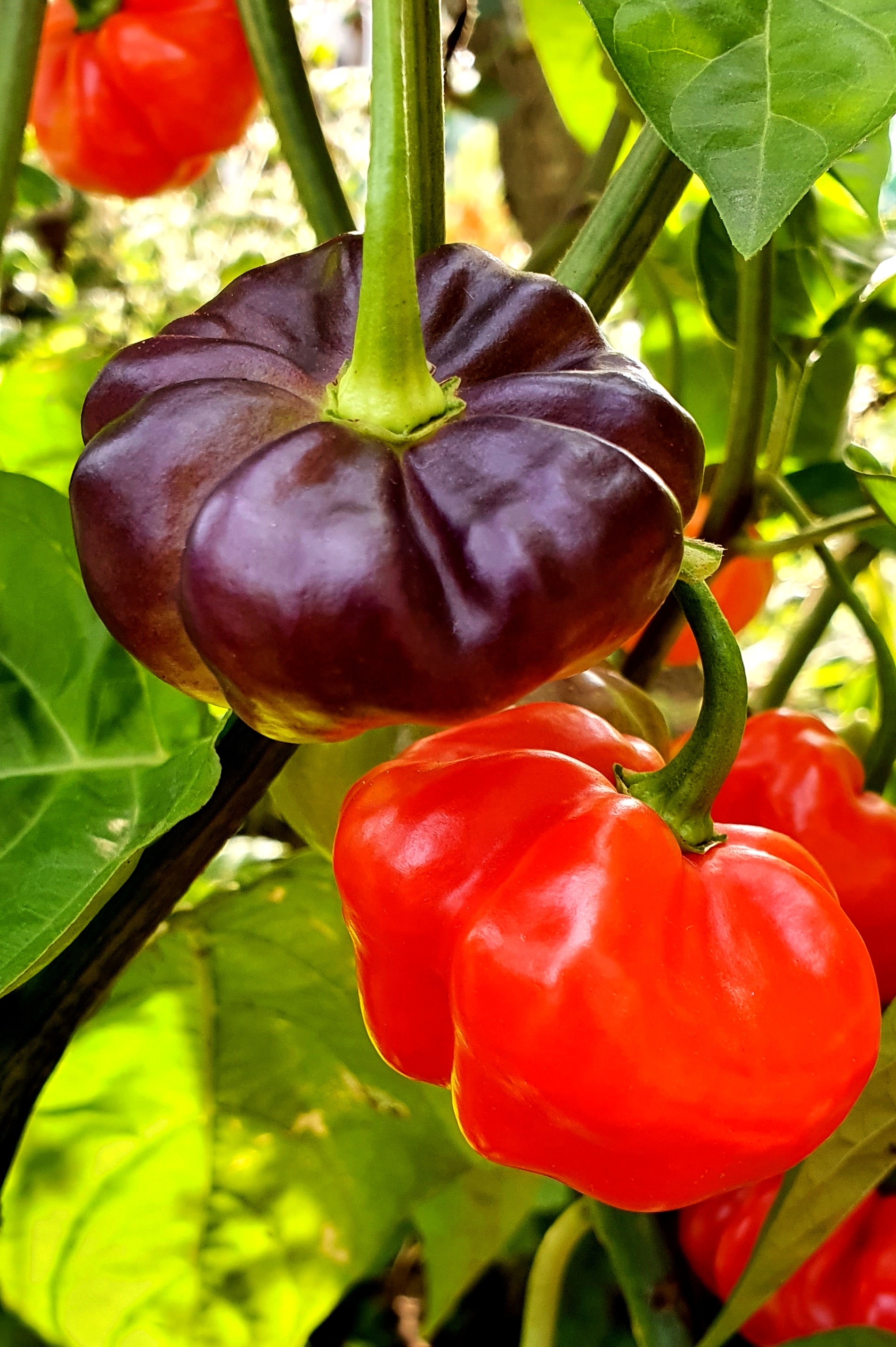 Семена Перец чили АДЖИ КАЧУЧА ПУРПУРНЫЙ ПЯИНИСТЫЙ (Aji Cachucha Purple Splothed)