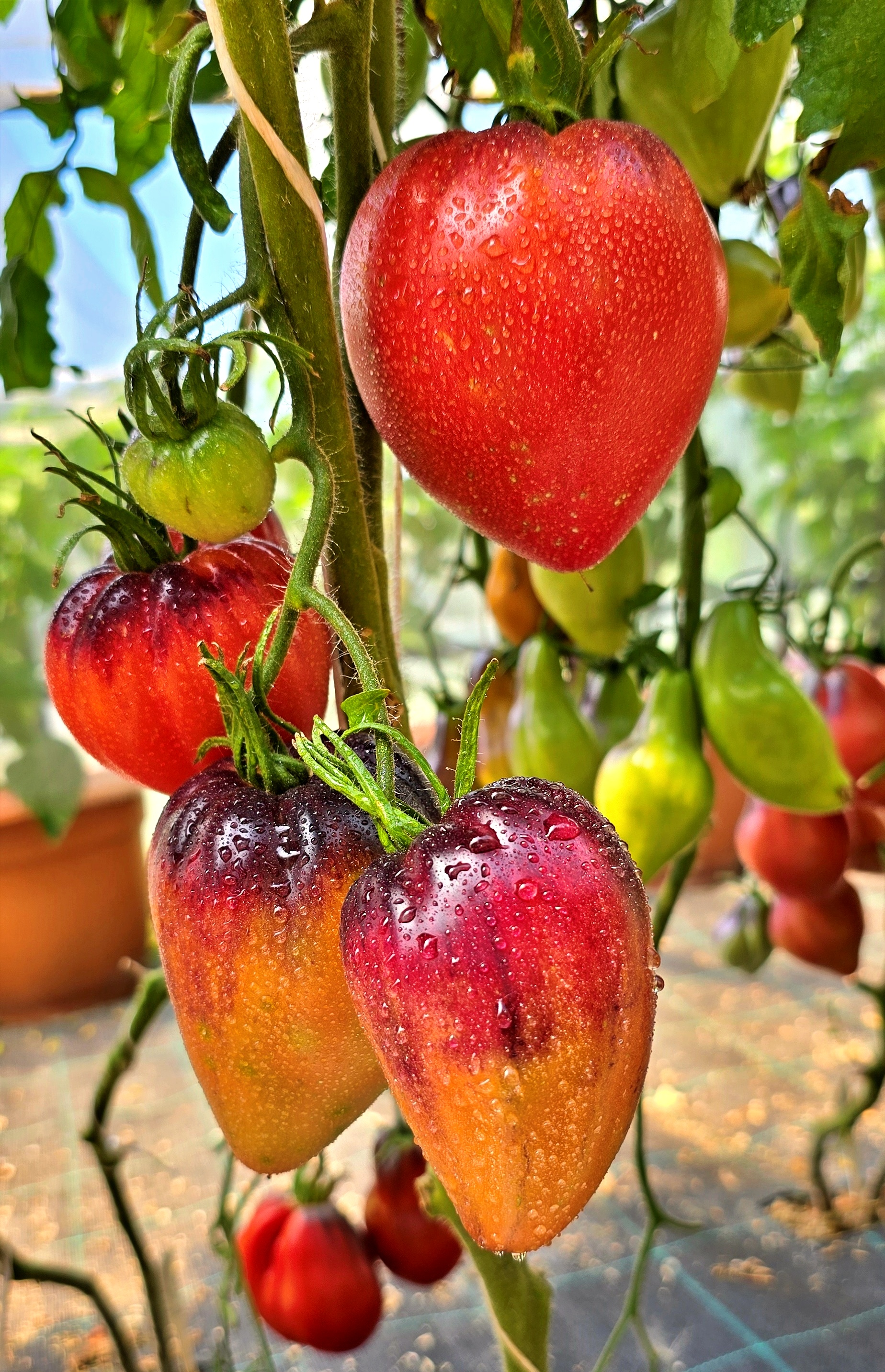 Семена Томат КЛУБНИЧНЫЙ СЕРЖАНТ (Strawberry Sergeant) — фото 4