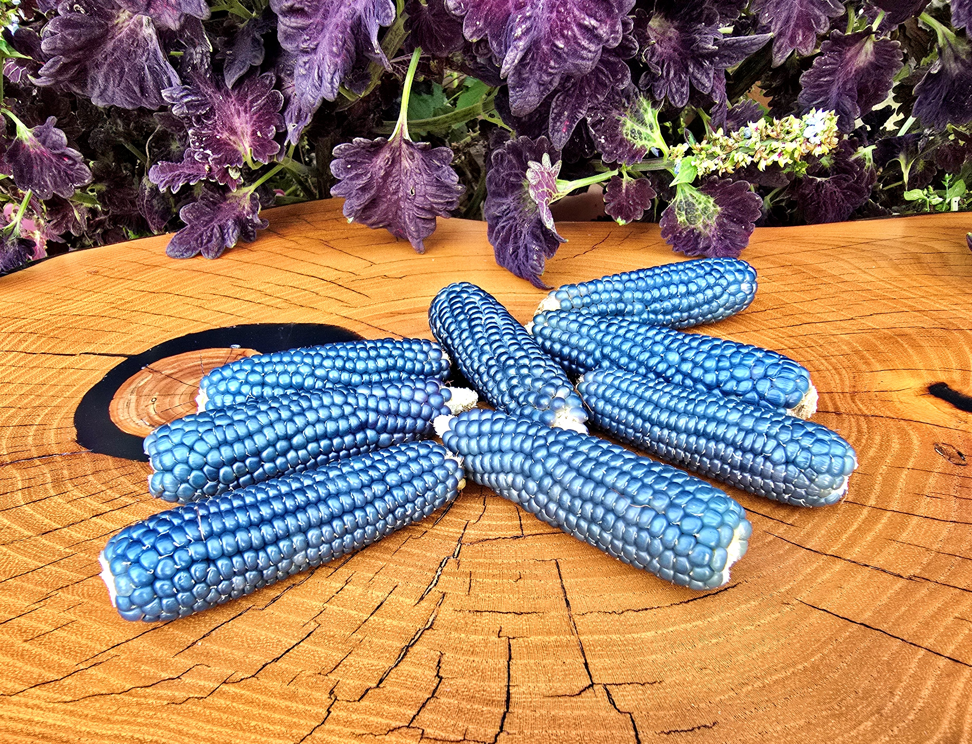 Семена Кукуруза ГОЛУБОЙ ПОПКОРН миниатюрный (Miniature Blue Popcorn)