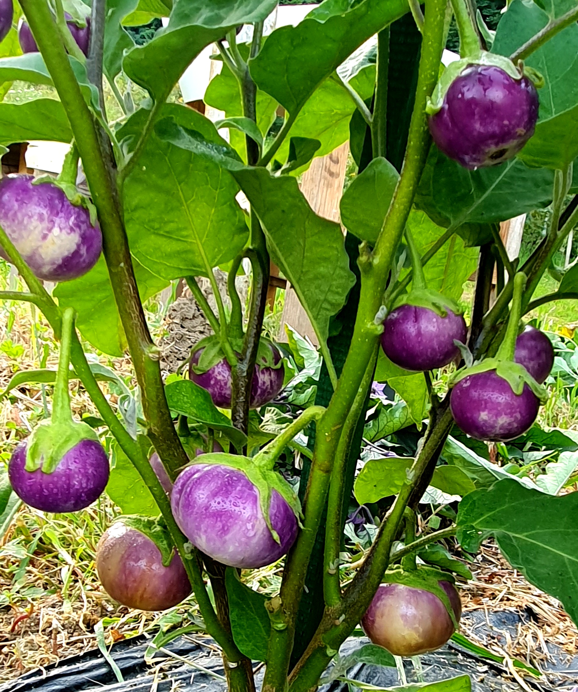 Семена Баклажан ТАЙСКАЯ КРУГЛАЯ ФИАЛКА (Thai Round Violet) — фото 2