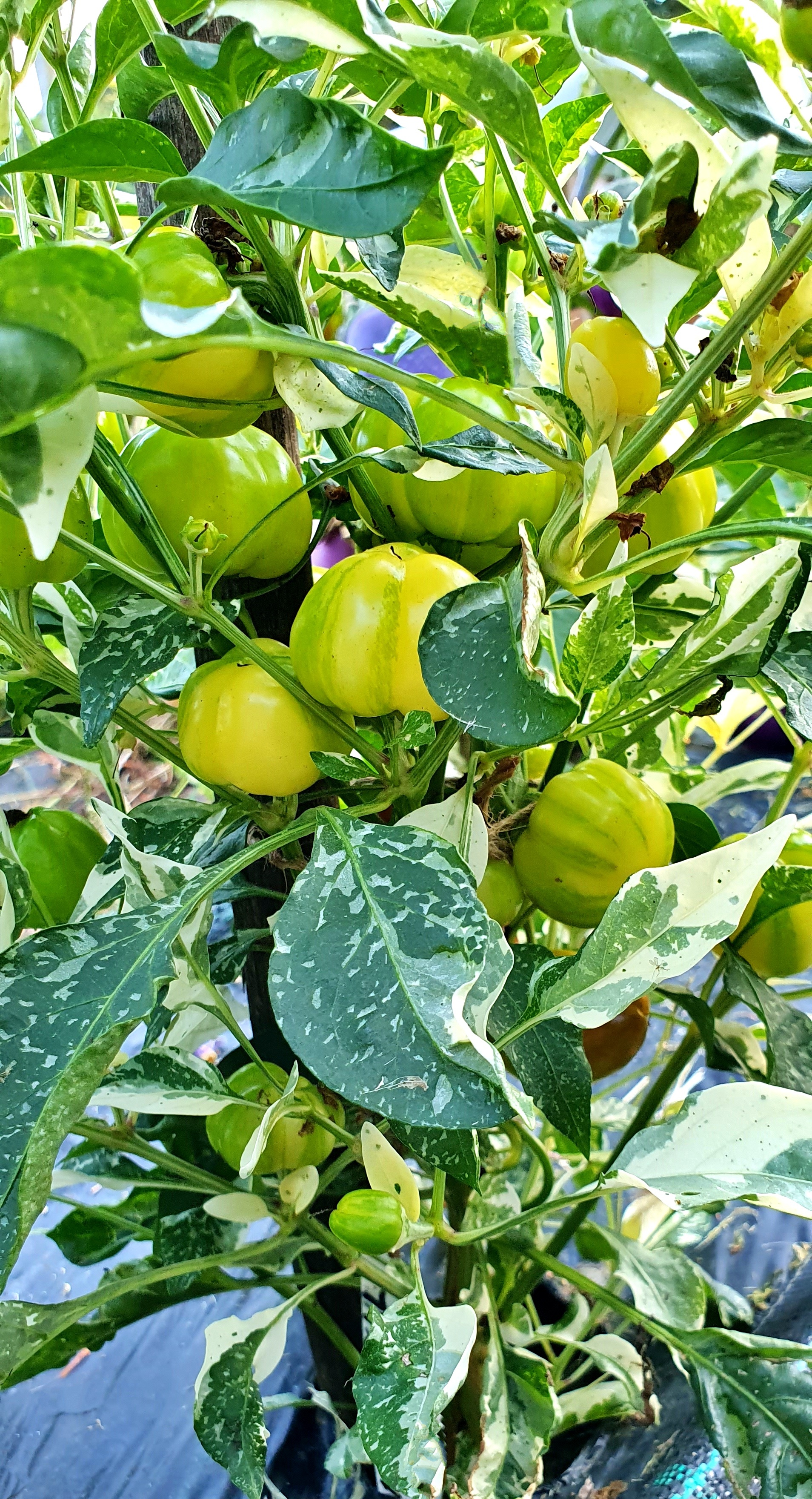 Семена Перец сладкий МАЛЕНЬКИЙ ВАРИЕГАТНЫЙ КОЛОКОЛЬЧИК (Mini Bell Variegated) — фото 3
