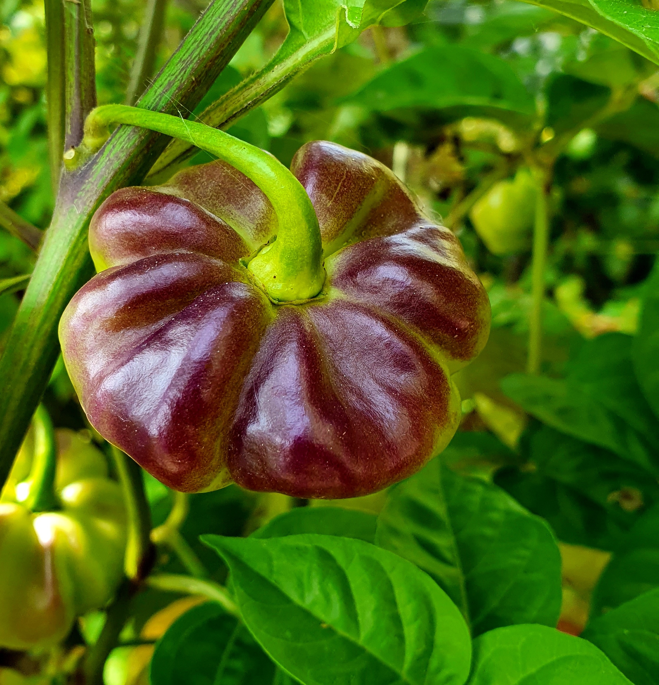 Семена Перец чили АДЖИ КАЧУЧА ПУРПУРНЫЙ ПЯИНИСТЫЙ (Aji Cachucha Purple Splothed) — фото 3