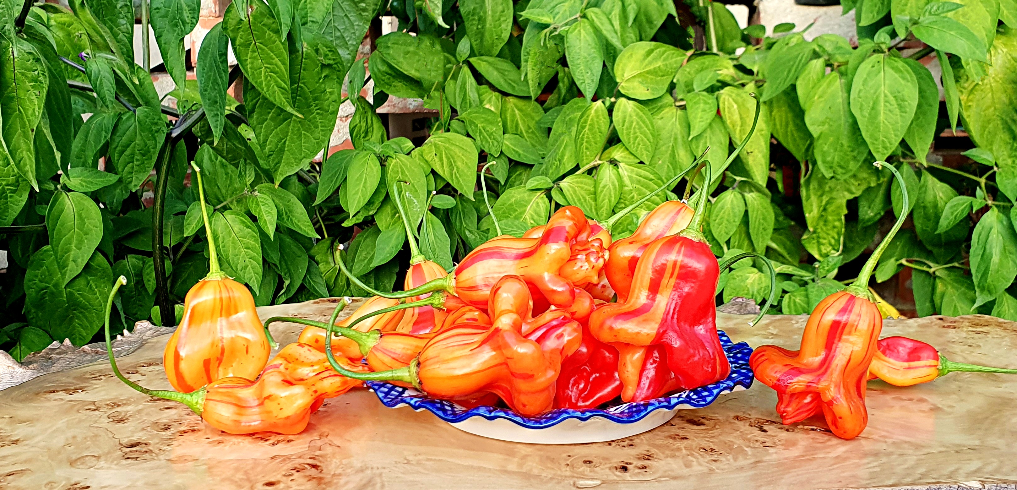 Семена Перец чили ЗЕБРАНЖ (Zebrange)