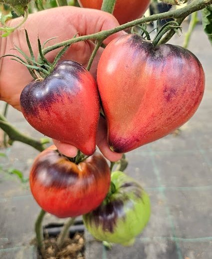 Семена Томат ВИШНЕВЫЙ СИРОП (Cherry Syrup) — фото 3