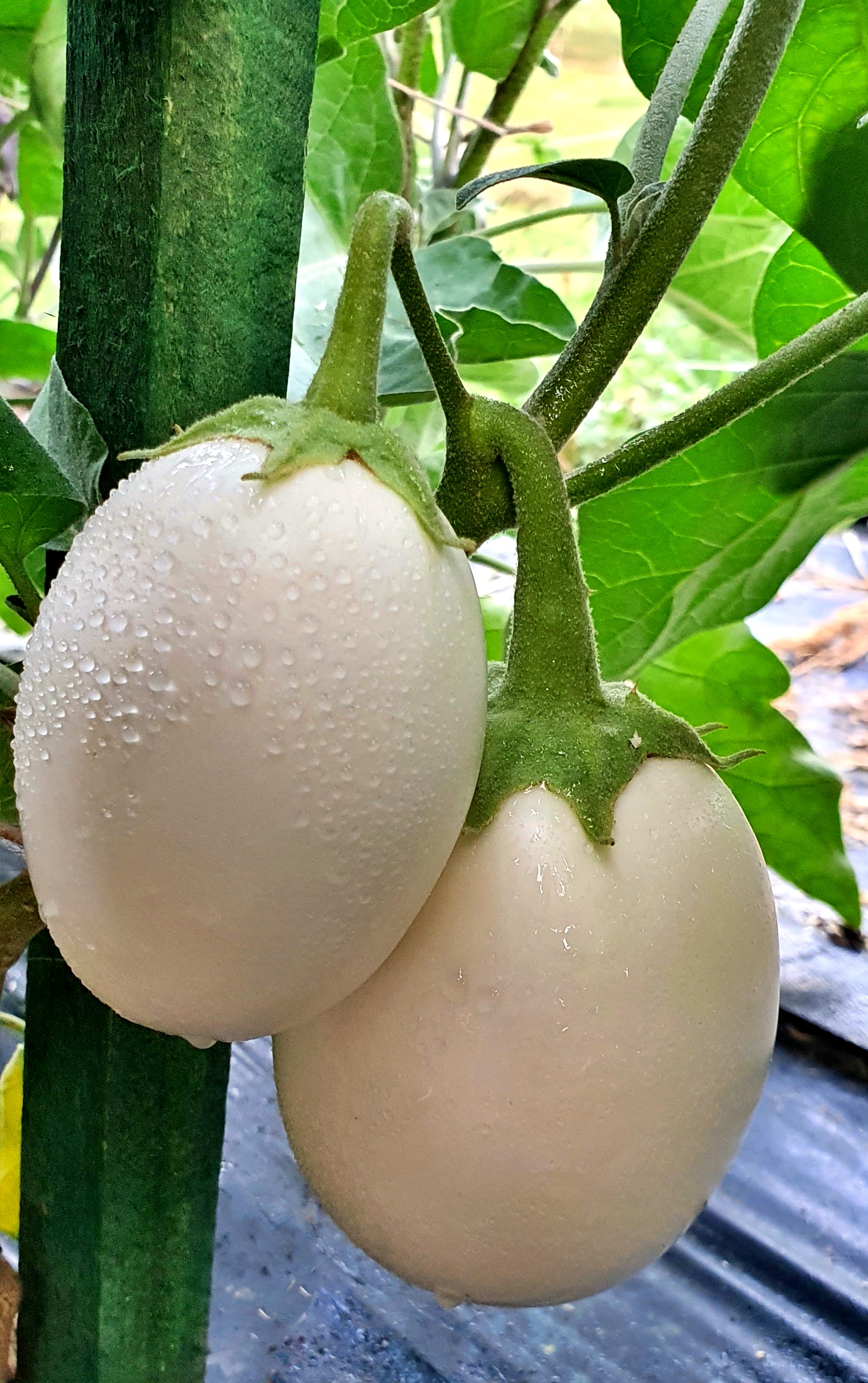 Семена Баклажан БЕЛЫЙ ШАР (White Ball)
