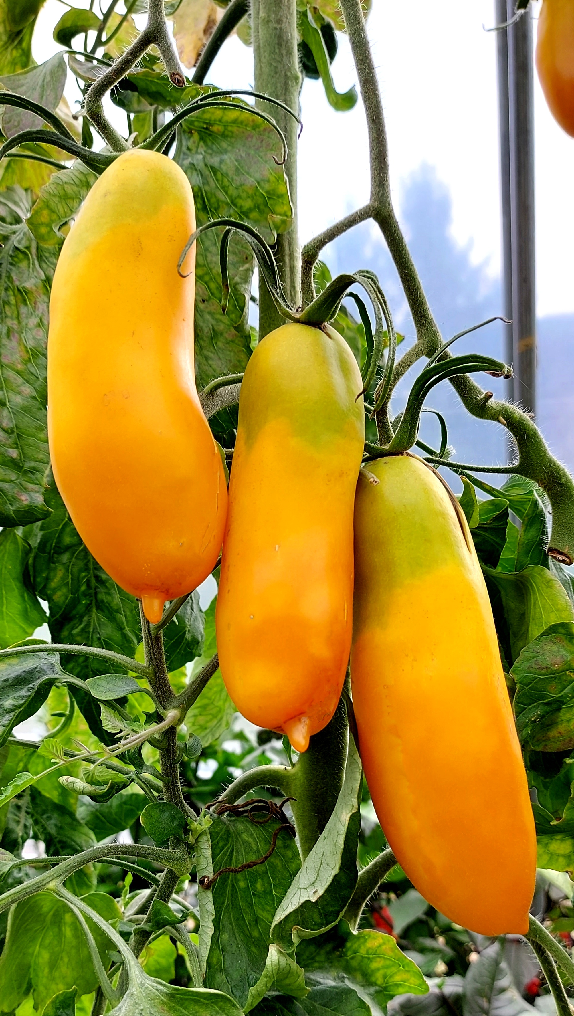 Семена Томата СИБИРСКИЕ БАНАНЫ (Siberian Bananas)