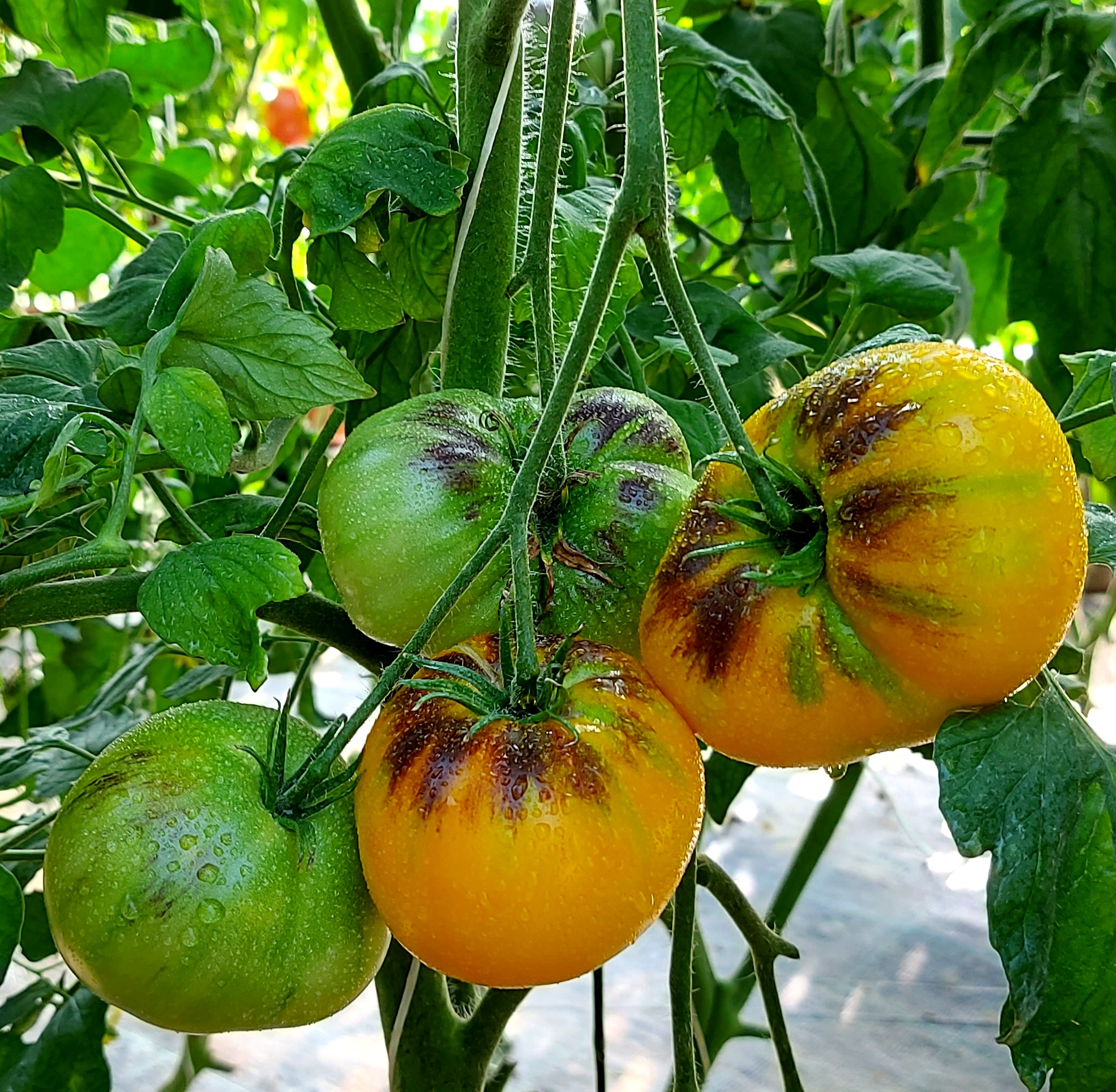 Семена Томат ЧУПА-ЧУПС (Chupa Chups) — фото 3