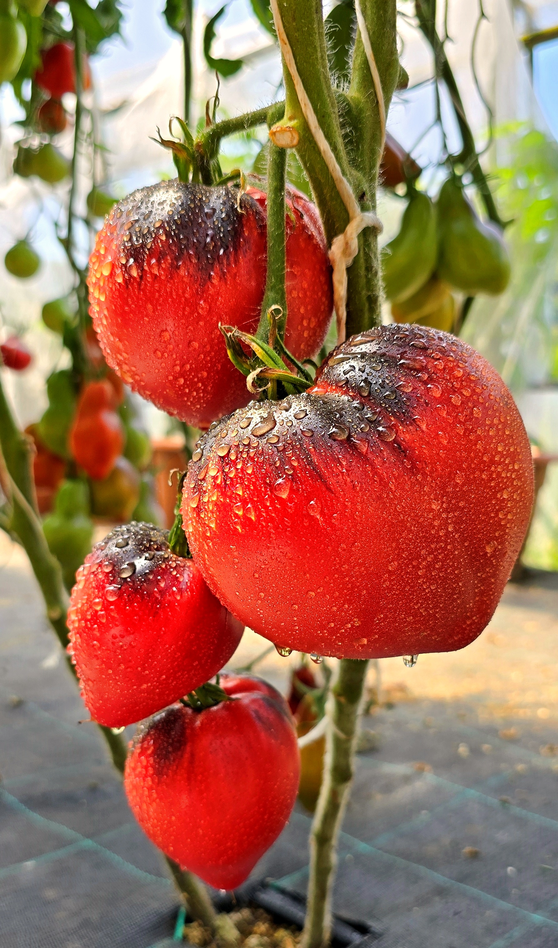 Семена Томат КЛУБНИЧНЫЙ СЕРЖАНТ (Strawberry Sergeant) — фото 2