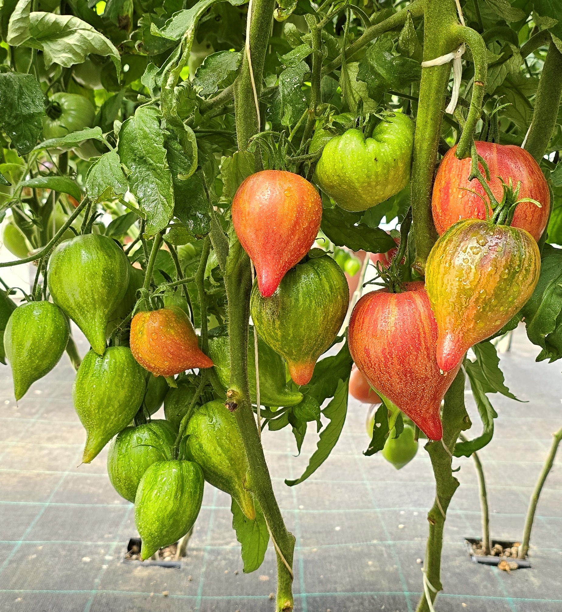 Семена Томат ОГНЕННАЯ КОМЕТА СОФИИ (Sofias Fire Comet) — фото 6