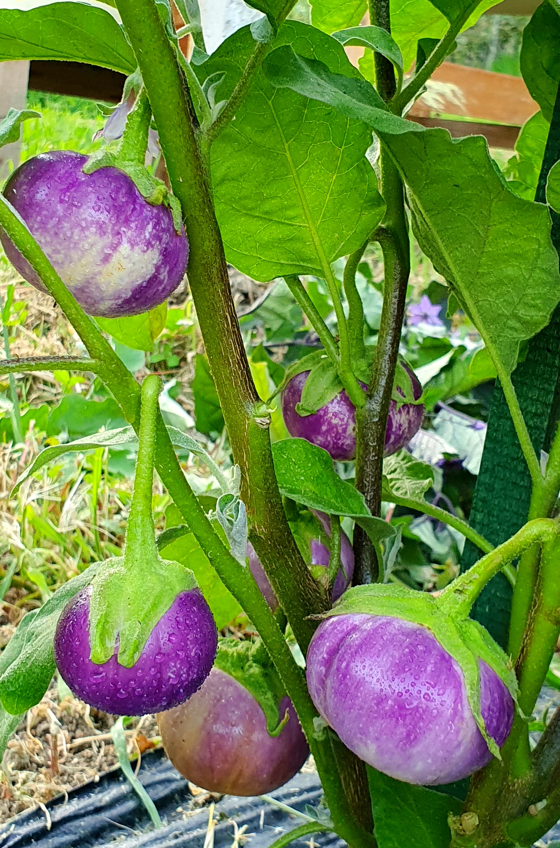 Семена Баклажан ТАЙСКАЯ КРУГЛАЯ ФИАЛКА (Thai Round Violet) — фото 3