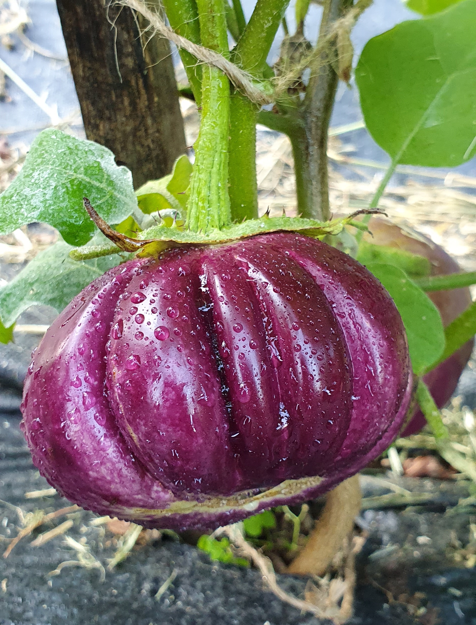 Семена Баклажан ТАЙСКИЙ ФИОЛЕТОВЫЙ РЕБРИСТЫЙ (Thai Purple Ribbed) — фото 2