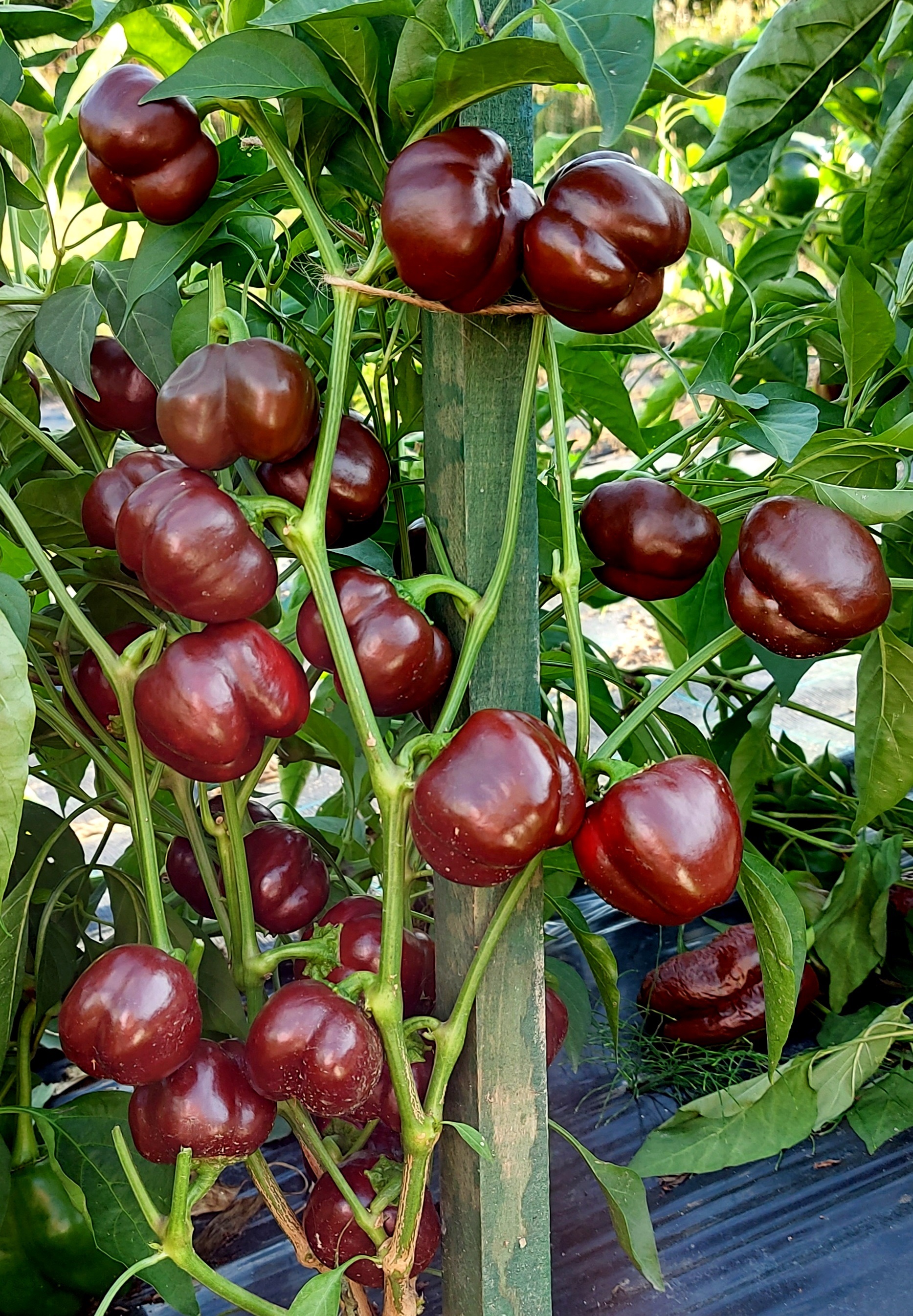 Семена Перец сладкий МАЛЕНЬКИЙ ШОКОЛАДНЫЙ КОЛОКОЛЬЧИК (Mini Bell Chocolate) — фото 2