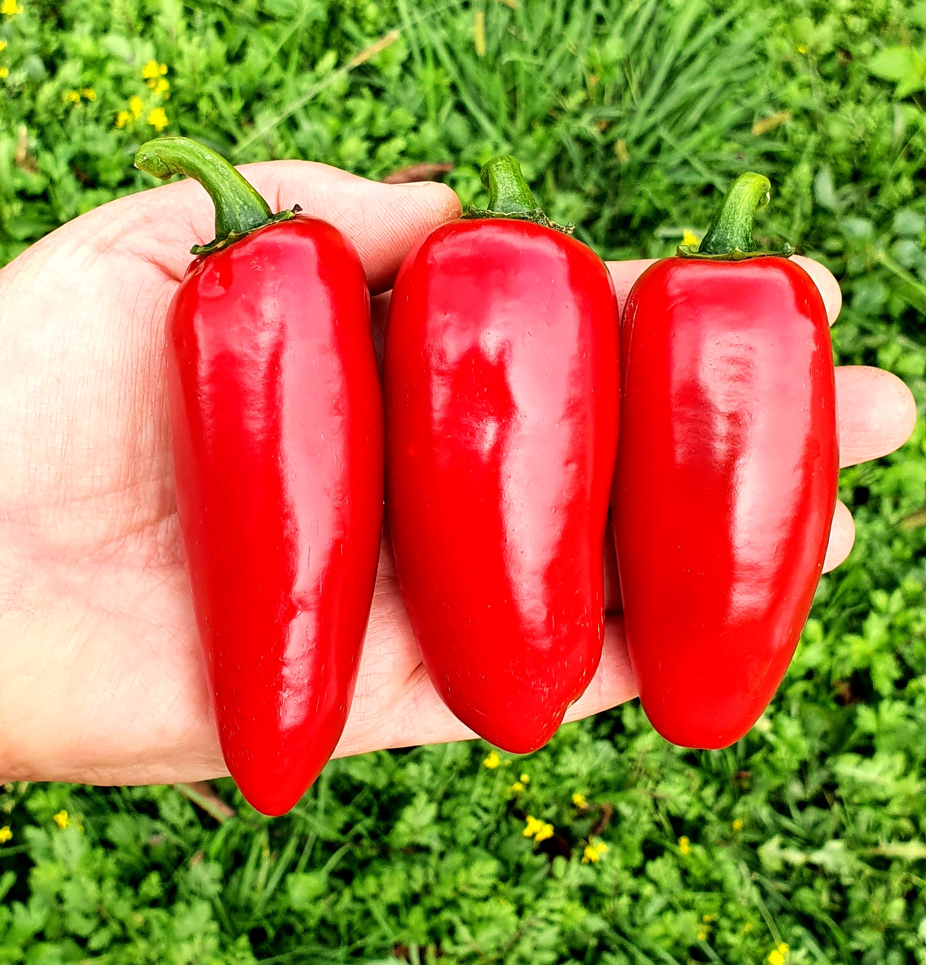 Семена Перец чили ХАЛАПЕНЬО МАМОНТ (Jalapeno Mammoth)