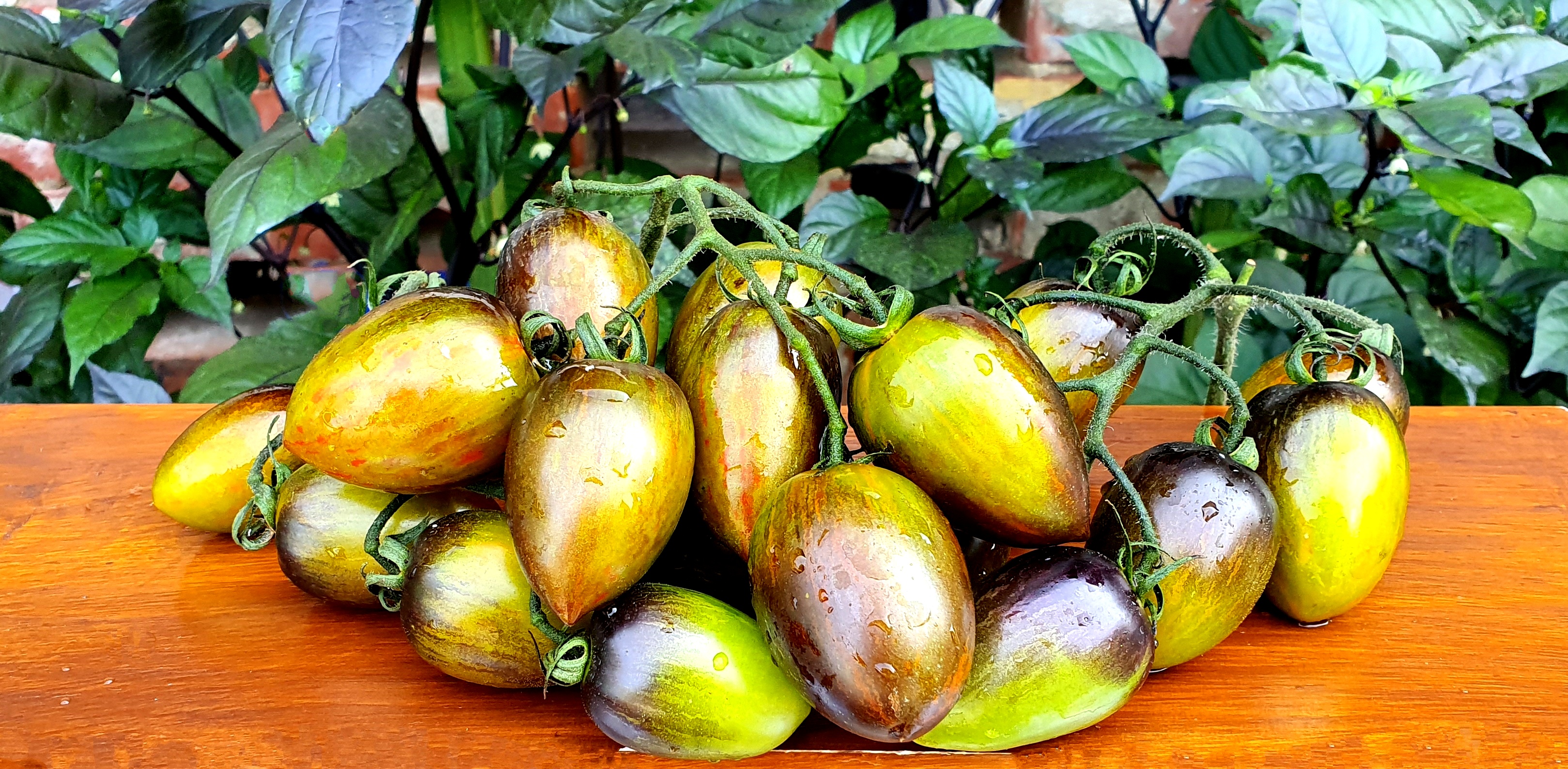 Семена Томат АТОМНЫЙ ВИНОГРАД БРЕДА (Brads Atomic Grape)