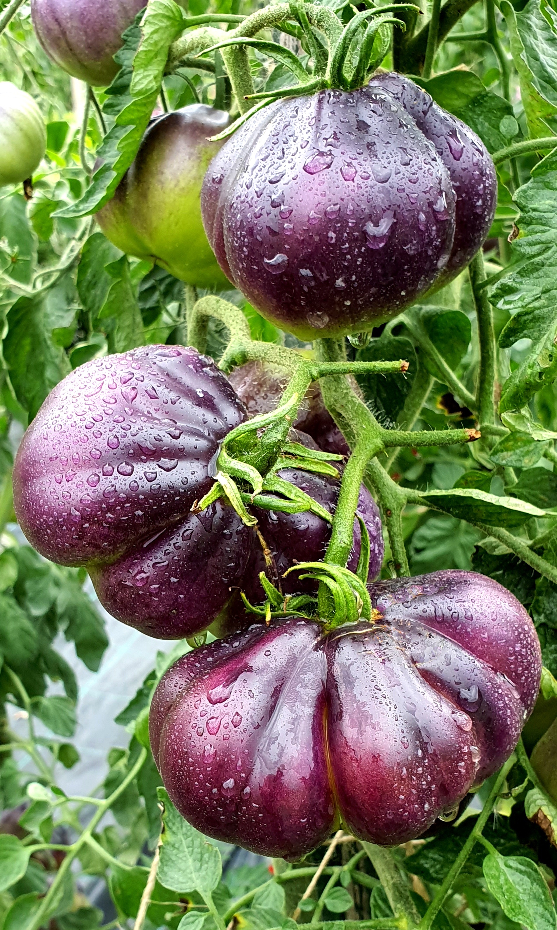 Семена Томат СИНЯЯ ГРУША (Blue Pear)