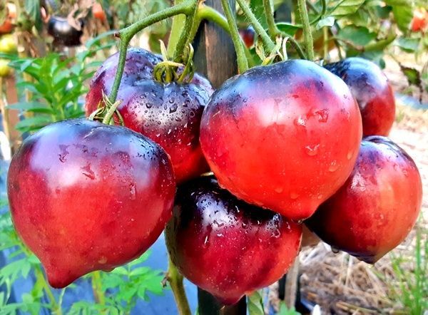 Семена Томат СЕРЖАНТ ПЕППЕРС (Sgt. Peppers) / Seeds And Goods / в пакетике zip-lock без полиграфии 10 семянн