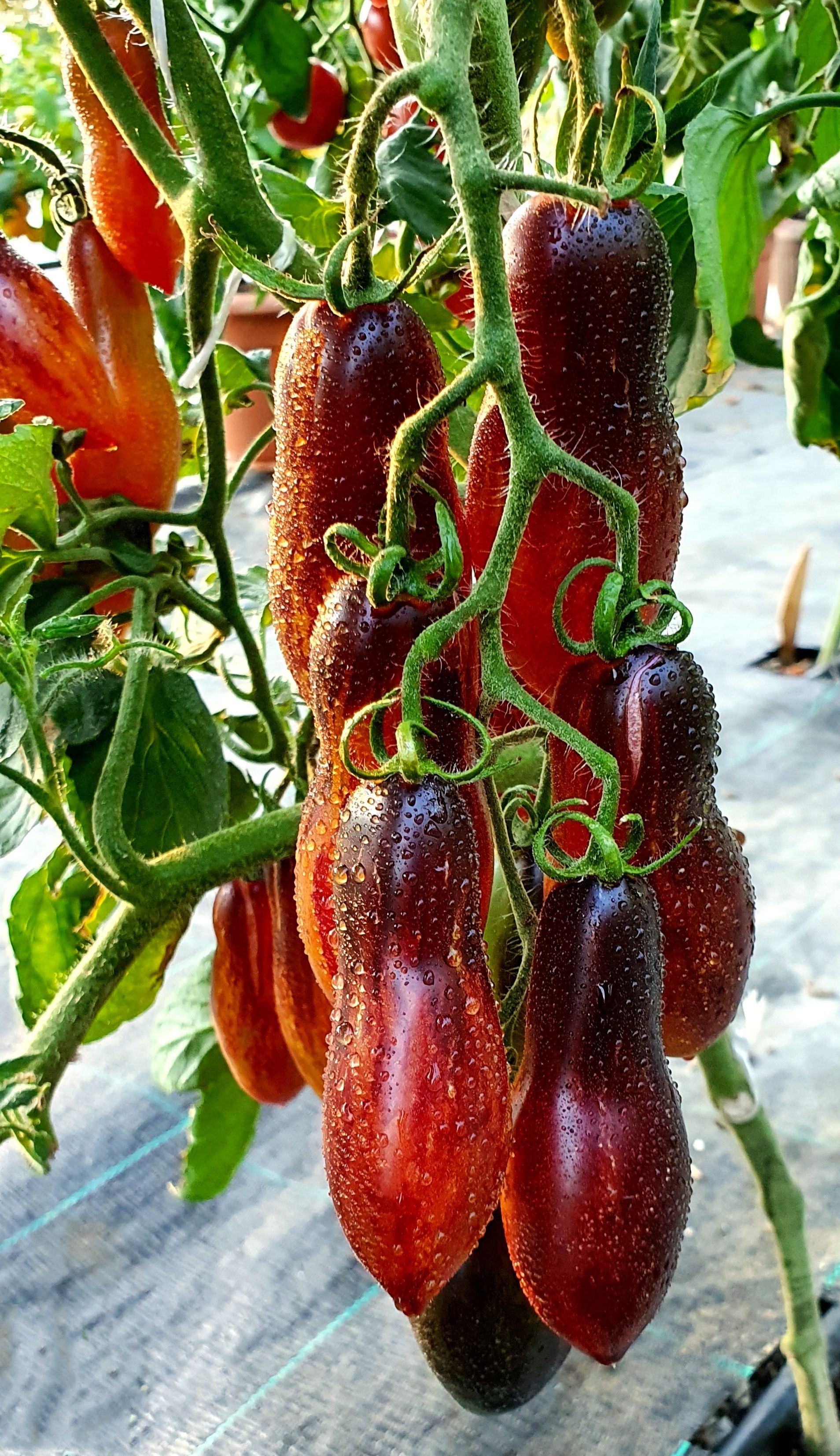 Семена Томат РОЗОВАЯ ПАНТЕРА анто (Antho Pink Panther) / Seeds And Goods / в пакетике zip-lock без полиграфии 10 семян