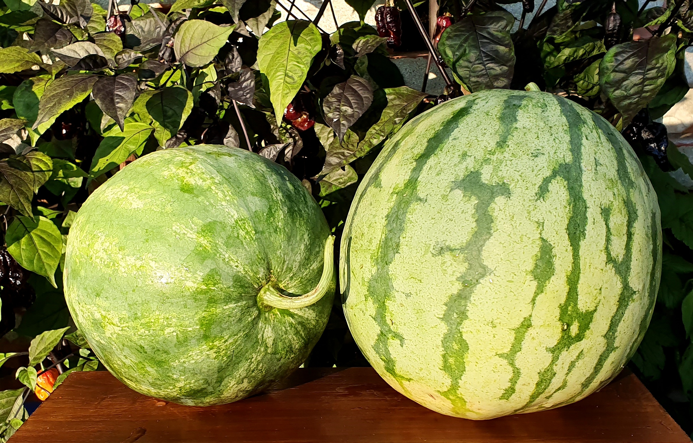 Семена Арбуз ЖЕЛТАЯ МЯКОТЬ ОКРУГА КЛЭЙ (Clay County Yellow Meat) — фото 2