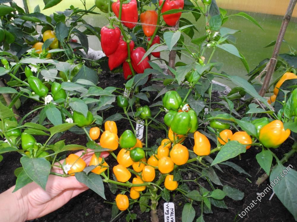 Семена Перец сладкий МАЛЕНЬКИЙ ЖЕЛТЫЙ КОЛОКОЛЬЧИК (Mini Bell Yellow) / в пакетике zip-lock без полиграфии 10 семян