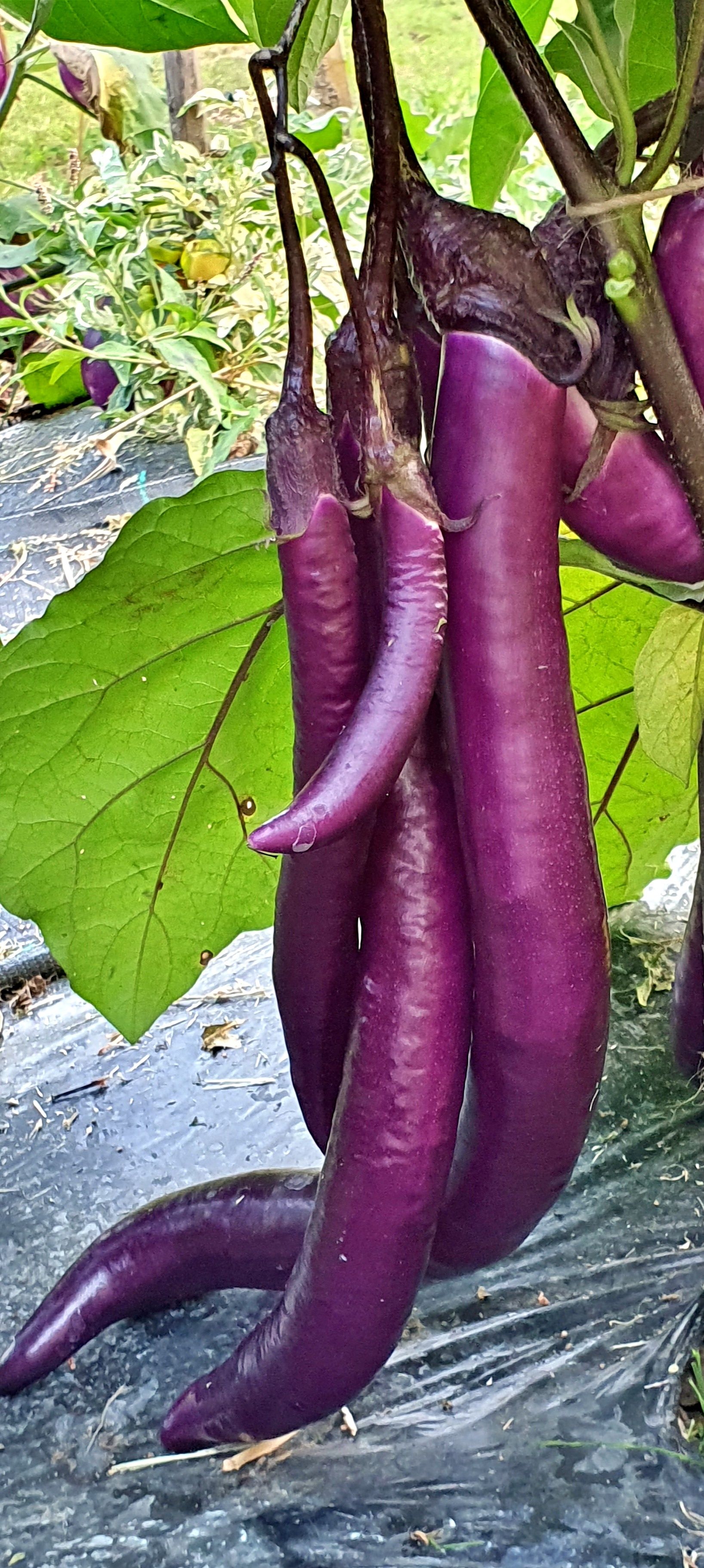 Семена Баклажан ЯПОНСКИЙ ЗАСОЛОЧНЫЙ (Japanese Pickling) / в пакетике zip-lock без полиграфии 10 семян