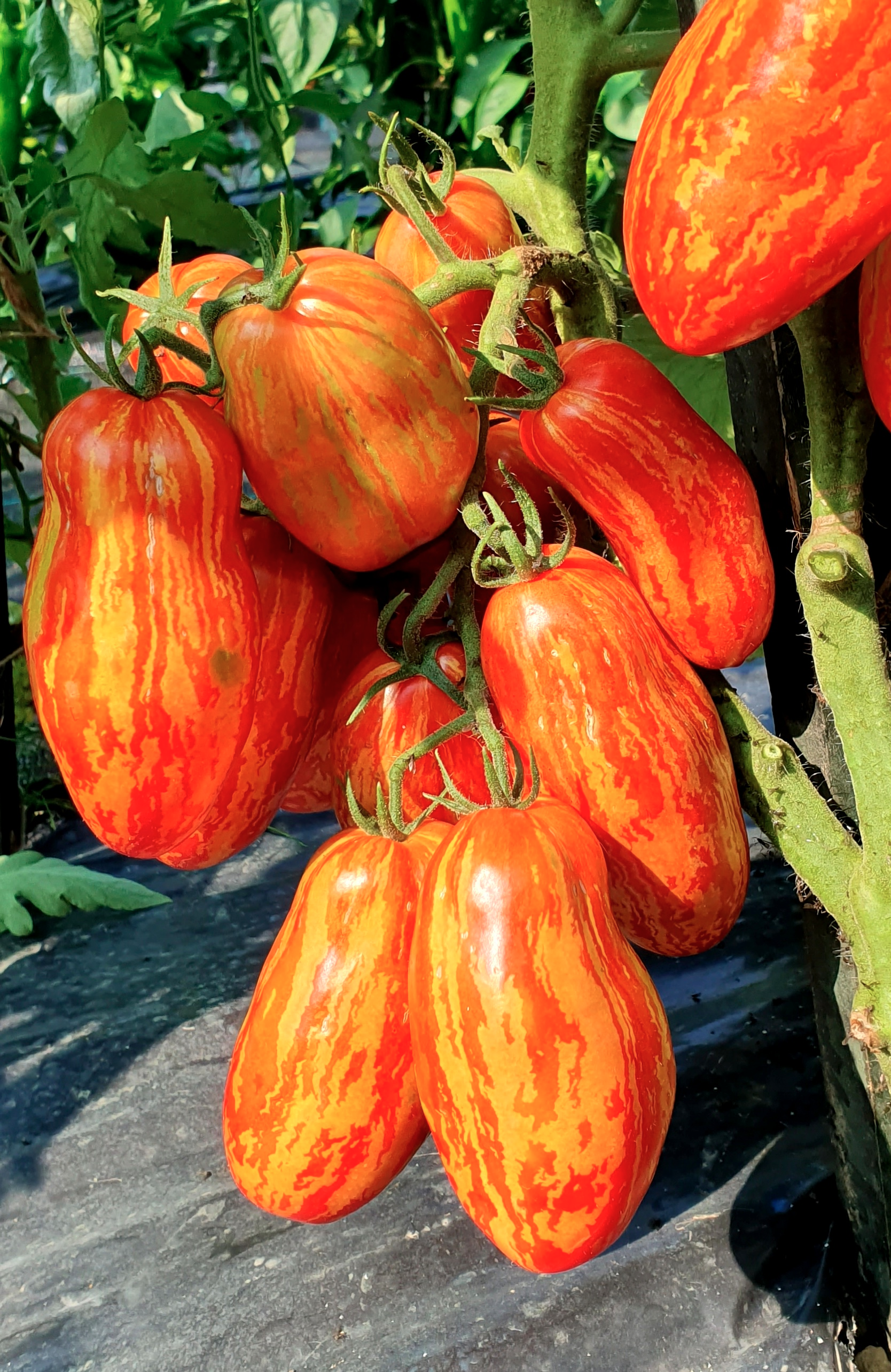 Семена Томат ПЕРЦЕВИДНЫЙ ПОЛОСАТЫЙ (Pepper like Striped)