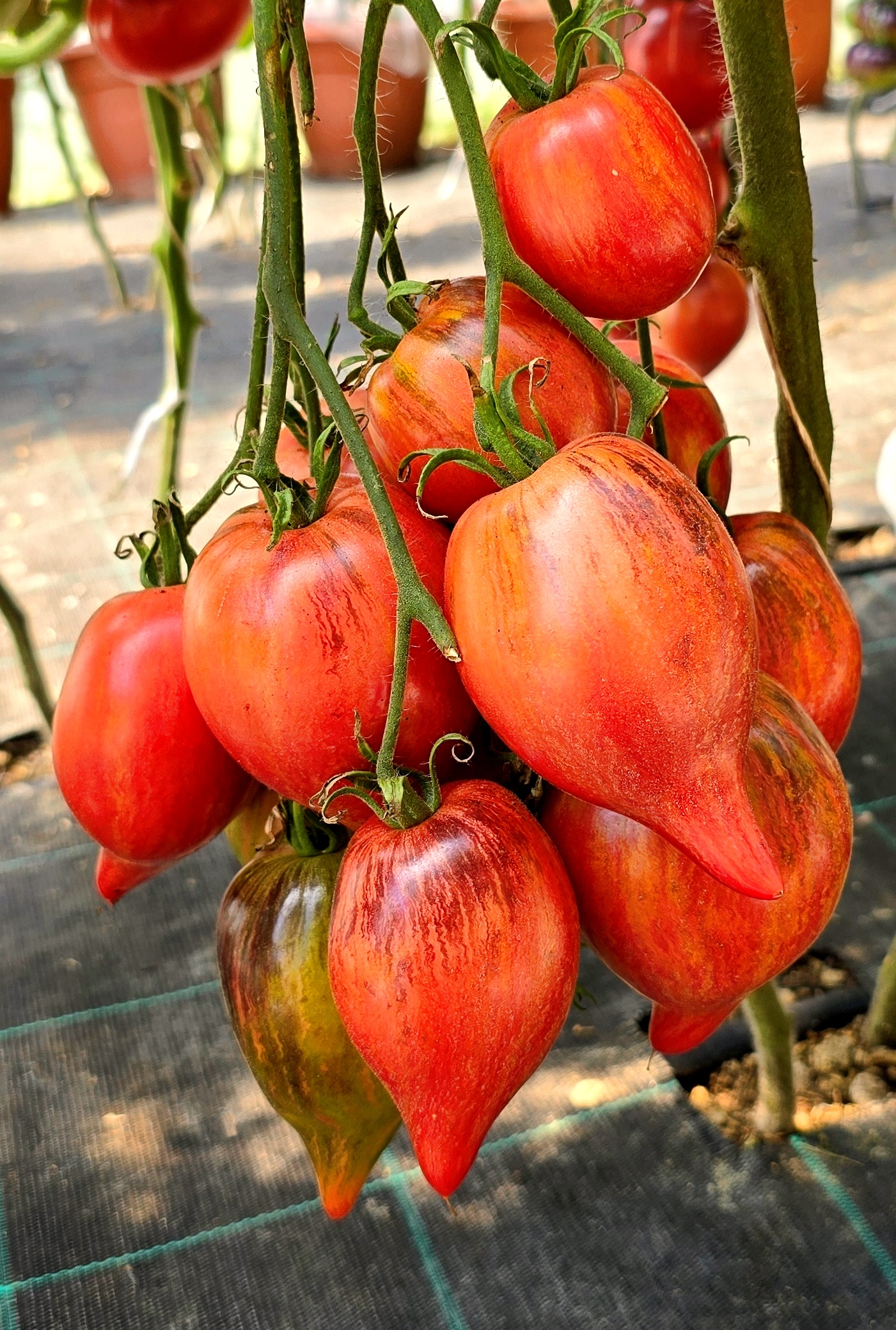 Семена Томат ОГНЕННАЯ КОМЕТА СОФИИ (Sofias Fire Comet) — фото 3