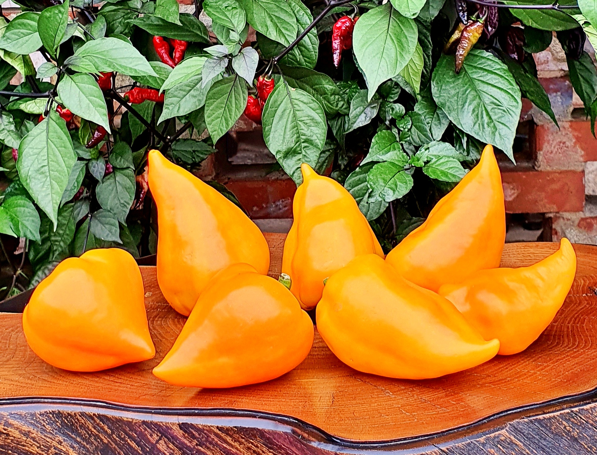 Семена Перец сладкий ЛЕСЯ ОРАНЖЕВАЯ (Lesya Orange)