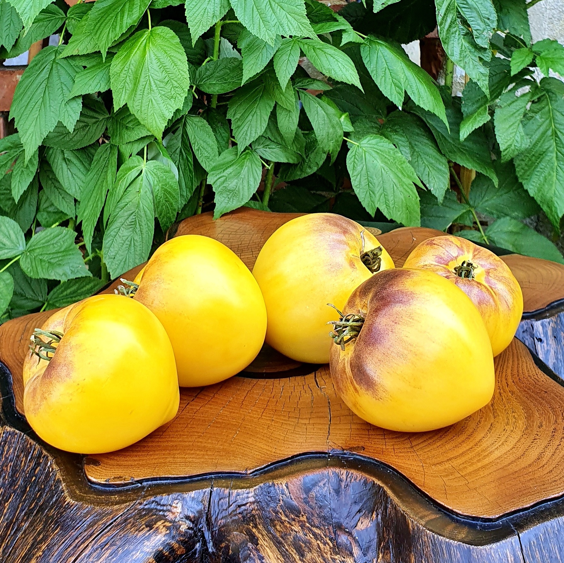Семена Томат СЕРЖАНТ ПЕППЕРС ЖЕЛТЫЙ (Sgt. Peppers Yellow)