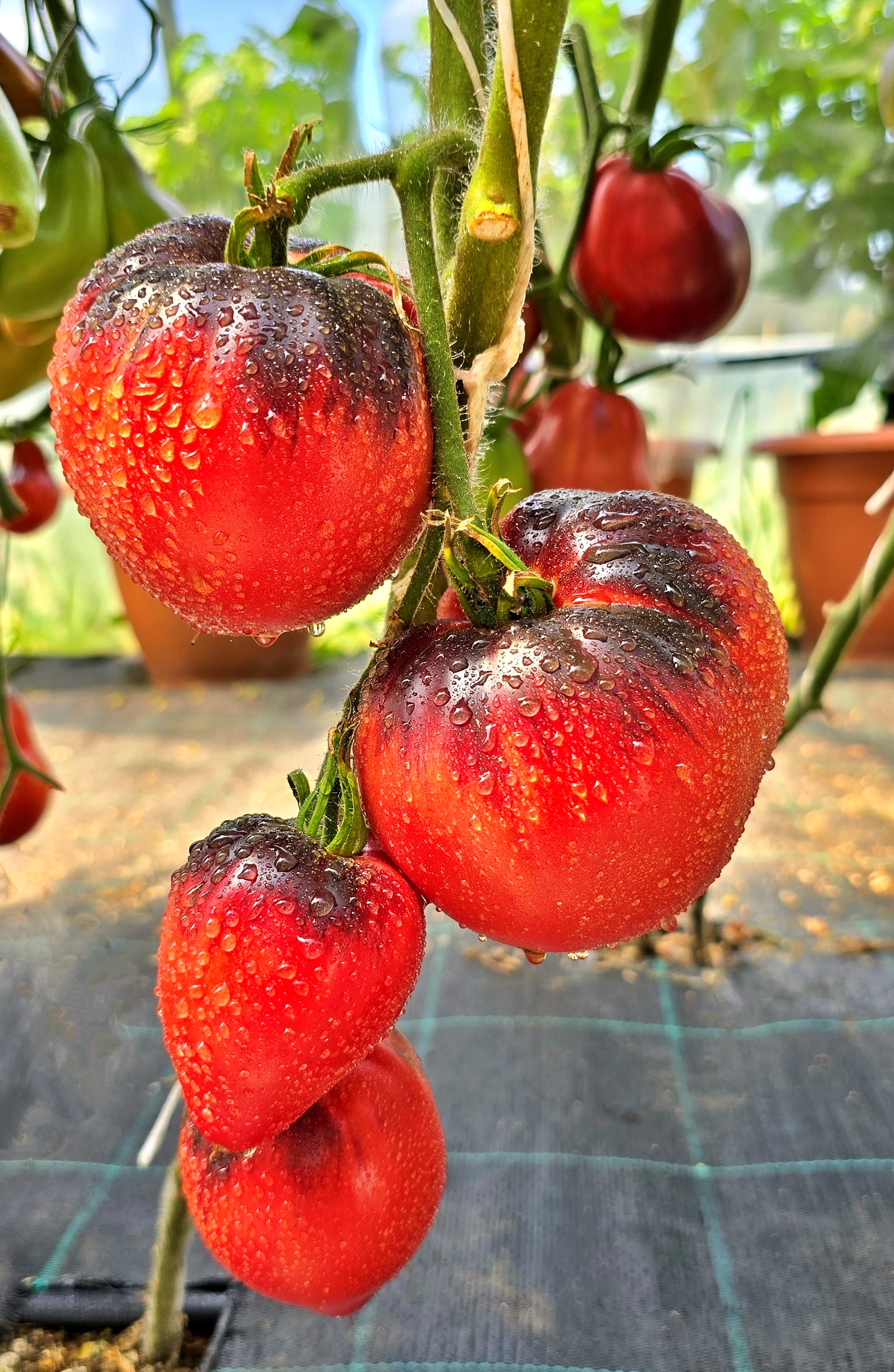 Семена Томат КЛУБНИЧНЫЙ СЕРЖАНТ (Strawberry Sergeant) — фото 5