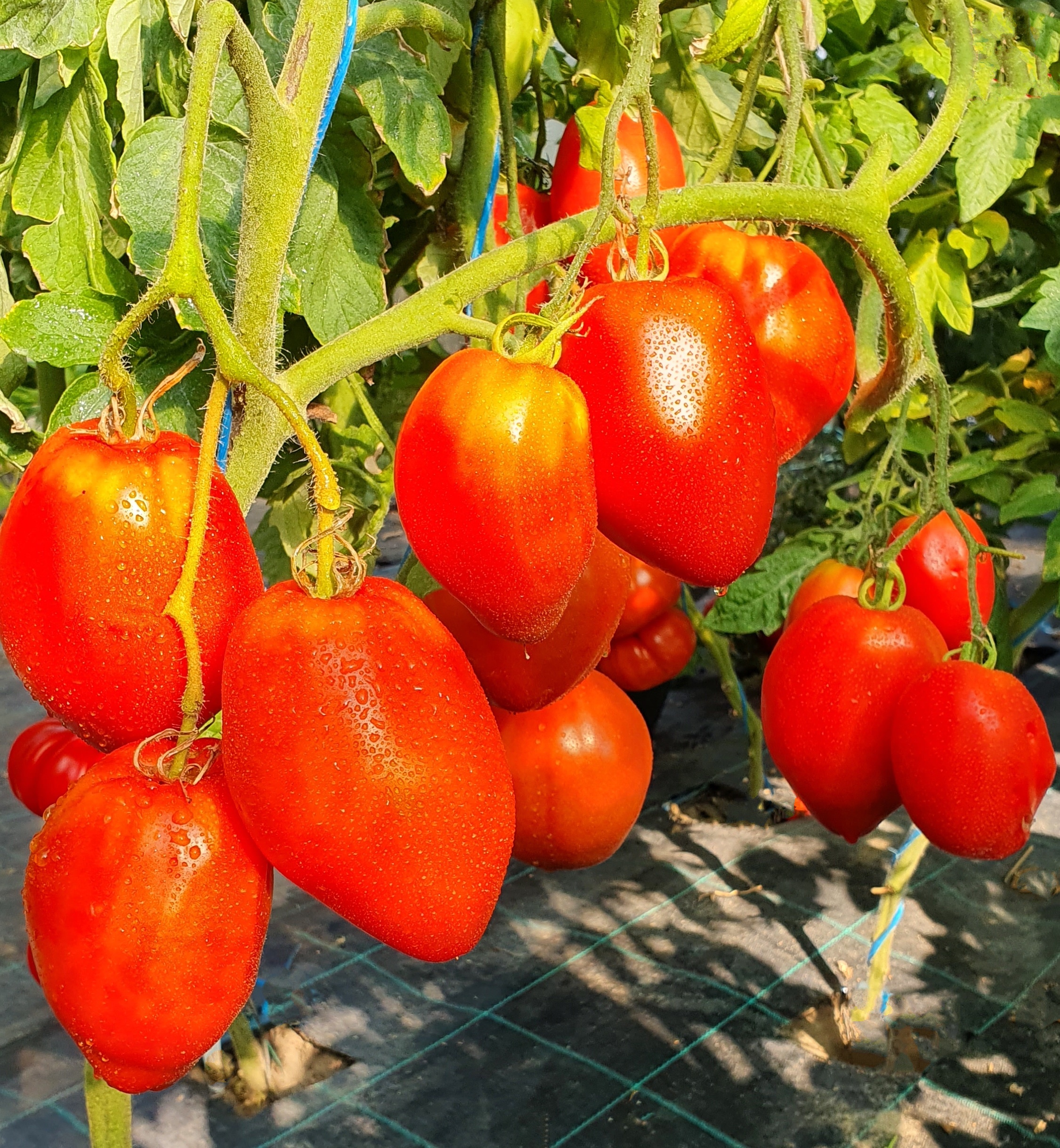 Семена Томат САН-МАРЦАНО-РЕДОРТА (San Marzano Redorta)