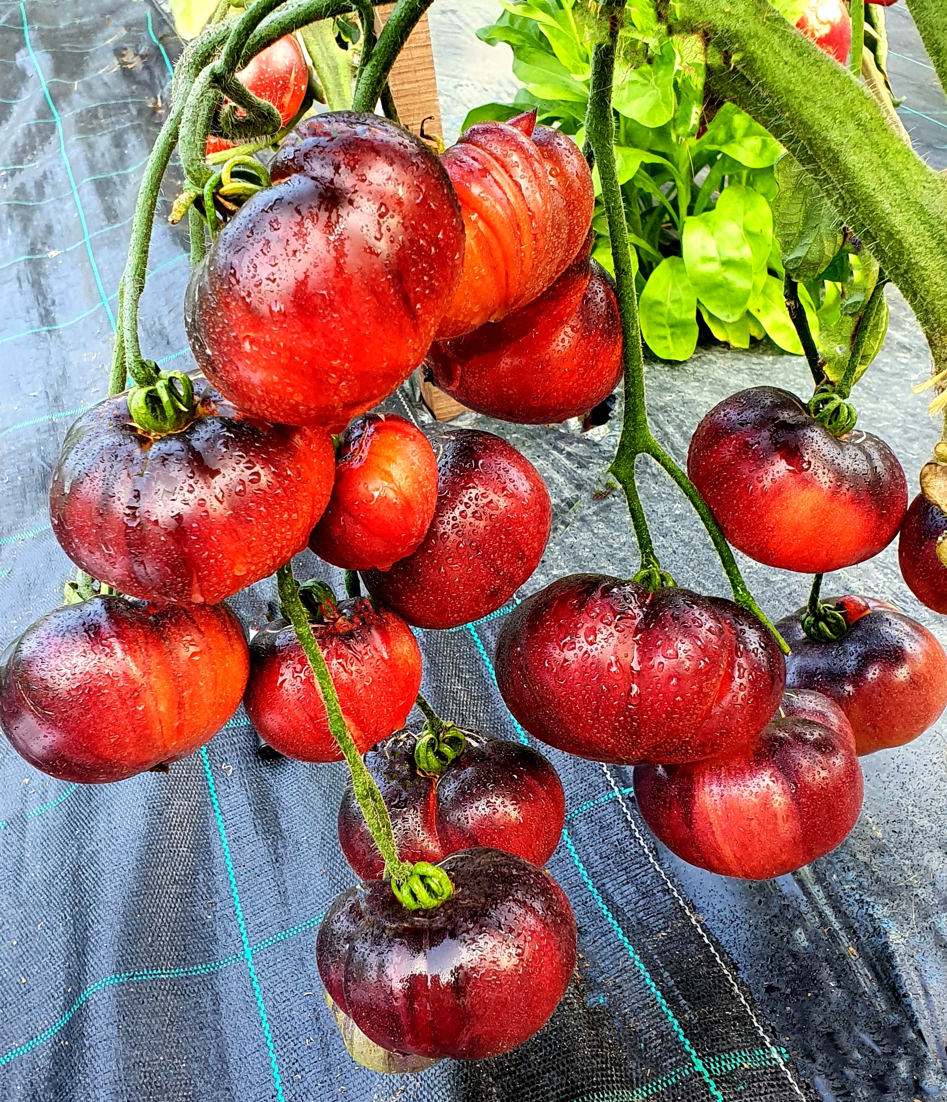 Семена Томат КОГТИ СИБИРСКОГО ТИГРА (Siberian Tiger Claws) — фото 3