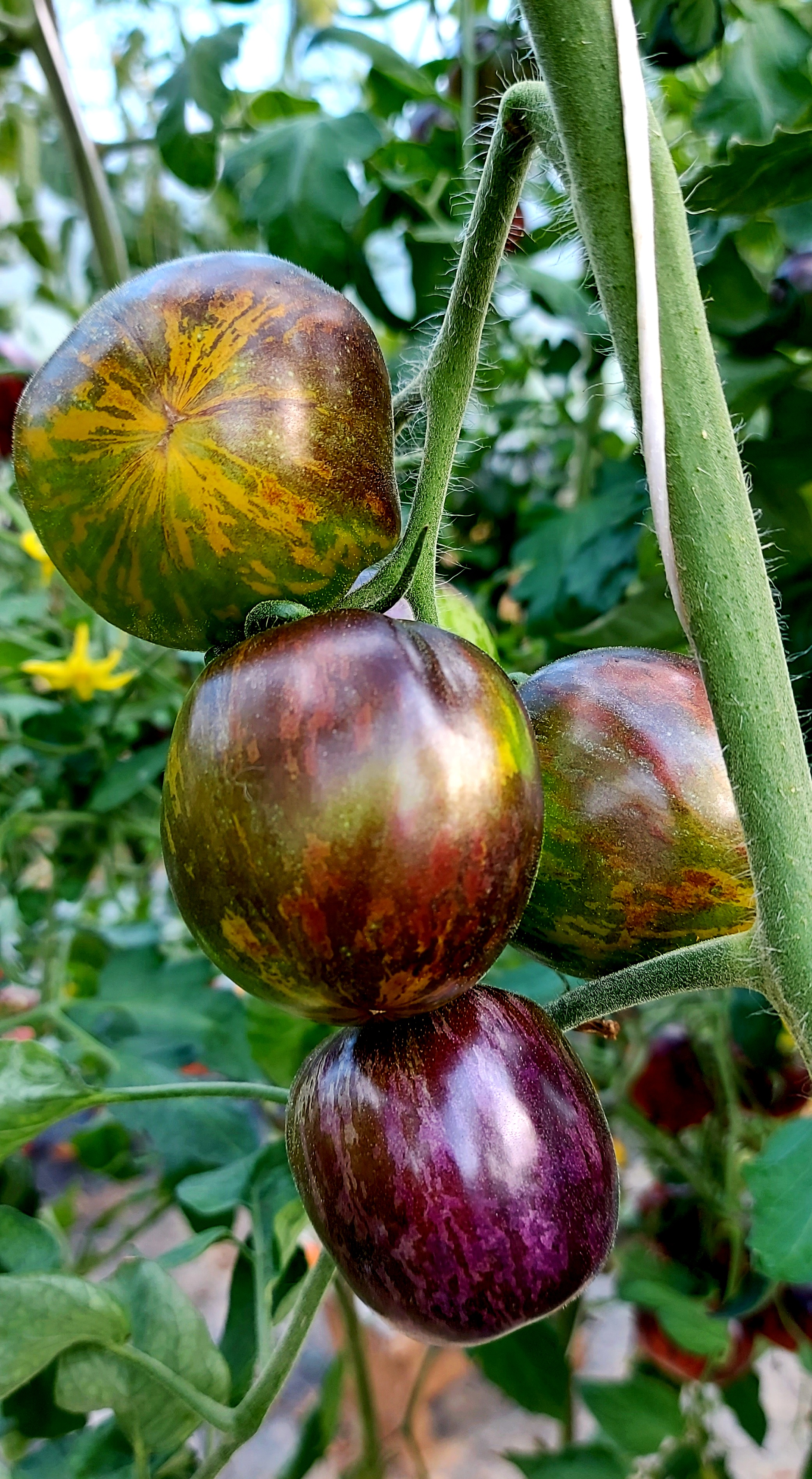 Семена Томат КРИПТОНИТ (Krypthonite) — фото 2