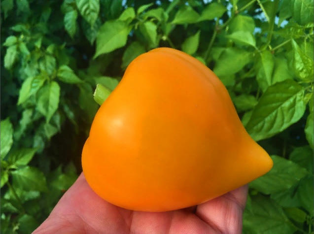 Семена Перец сладкий ЛЕСЯ ОРАНЖЕВАЯ (Lesya Orange) — фото 3