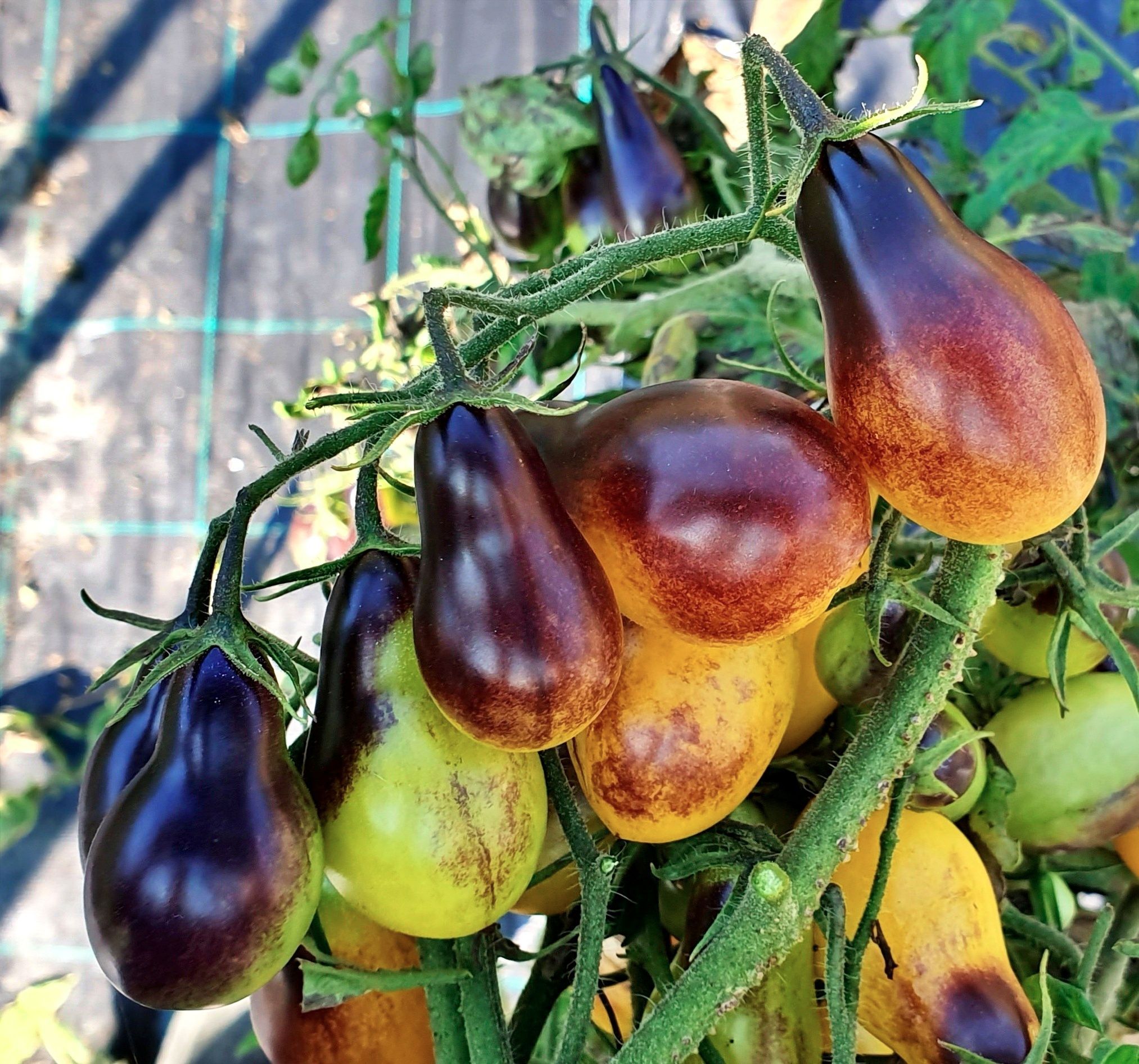 Семена Томат ИНДИГО ГРУШЕВИДНЫЕ КАПЛИ (Indigo Pear Drops) / в пакетике zip-lock без полиграфии 10 семян