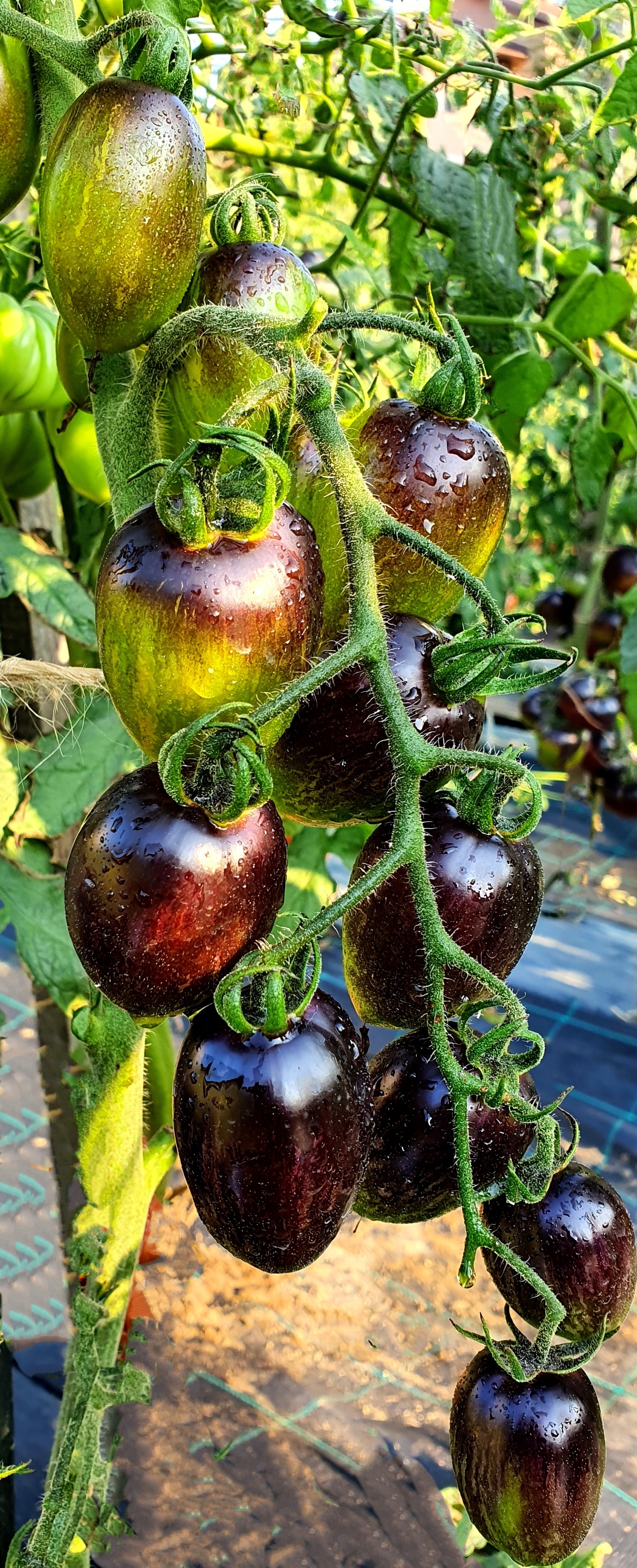 Семена Томат АТОМНЫЙ ВИНОГРАД БРЕДА (Brads Atomic Grape) — фото 3