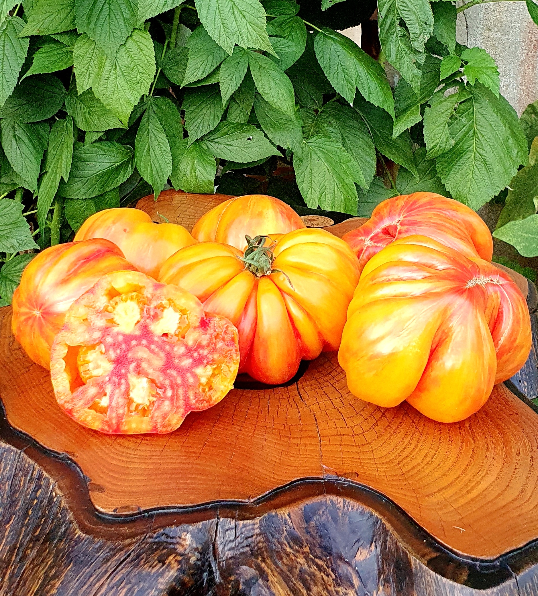 Семена Томат ГРИБНОЕ ЛУКОШКО ПОЛОСАТОЕ (Mushroom Basket Striped) — фото 2