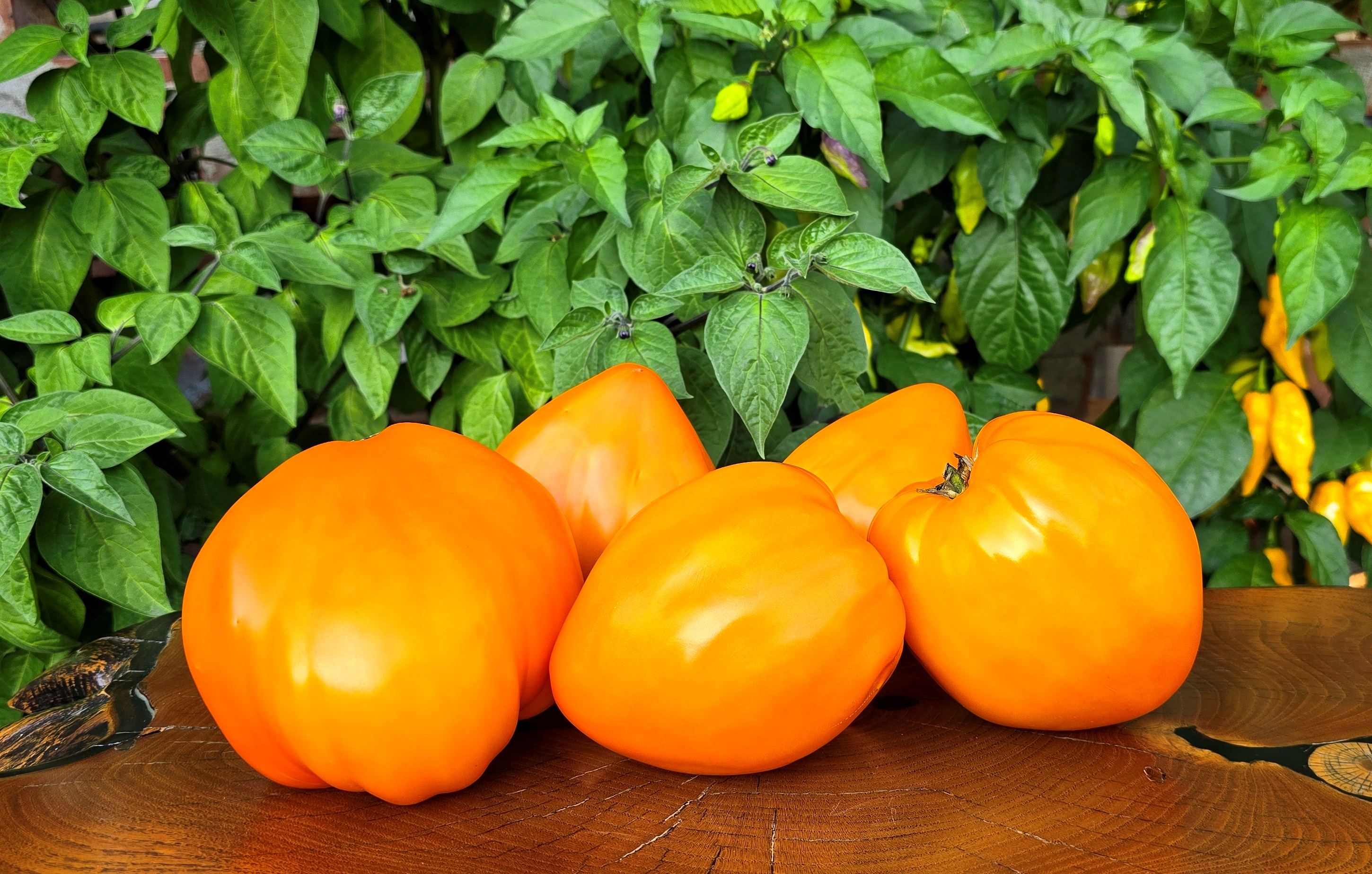 Семена Томат ЧУДО ЗЕМЛИ ОРАНЖЕВОЕ (Wonder Of The Earth Orange)