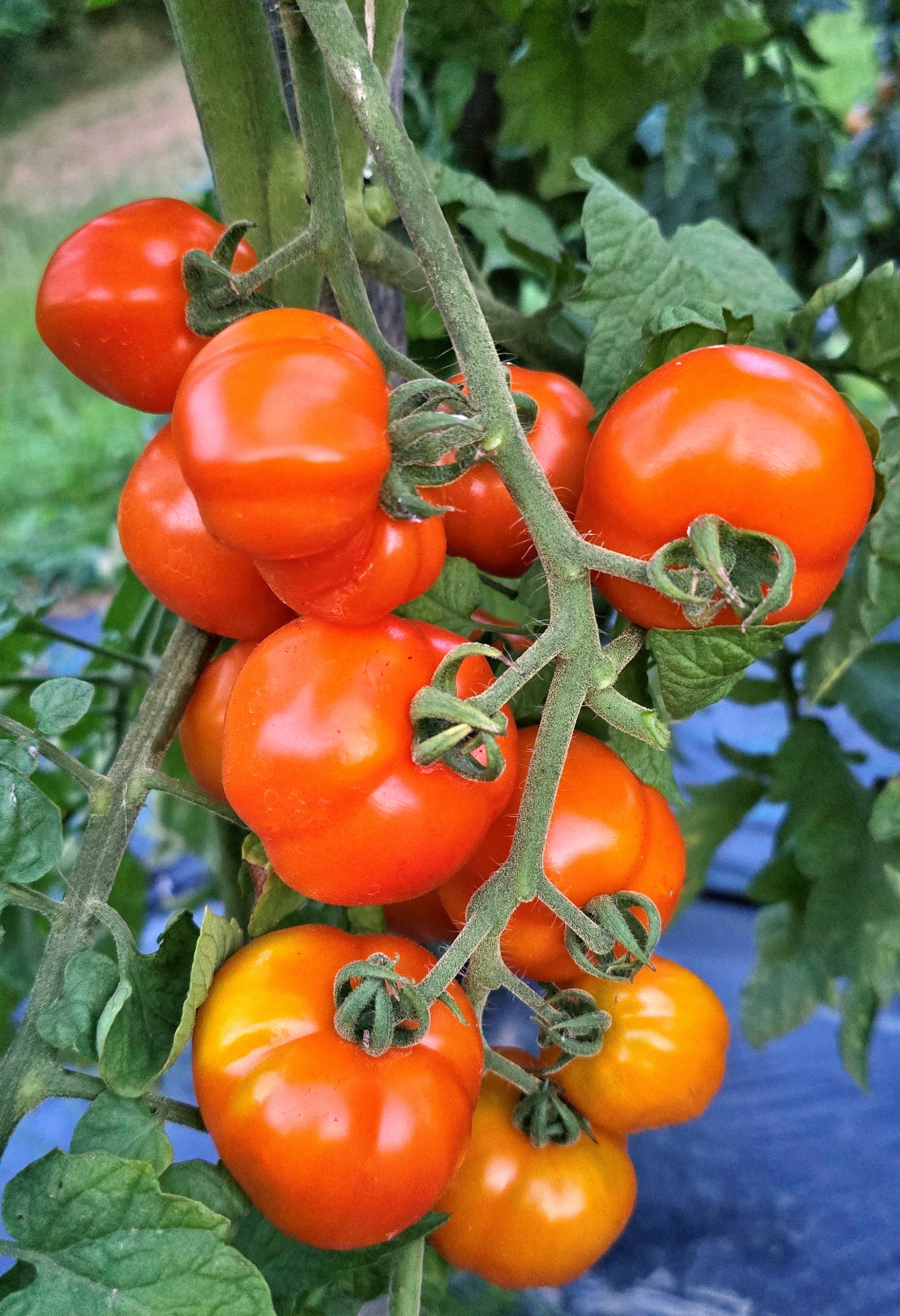 Семена Томат СКАЗОЧНАЯ ЗАКУСКА (Marchensnack) — фото 3