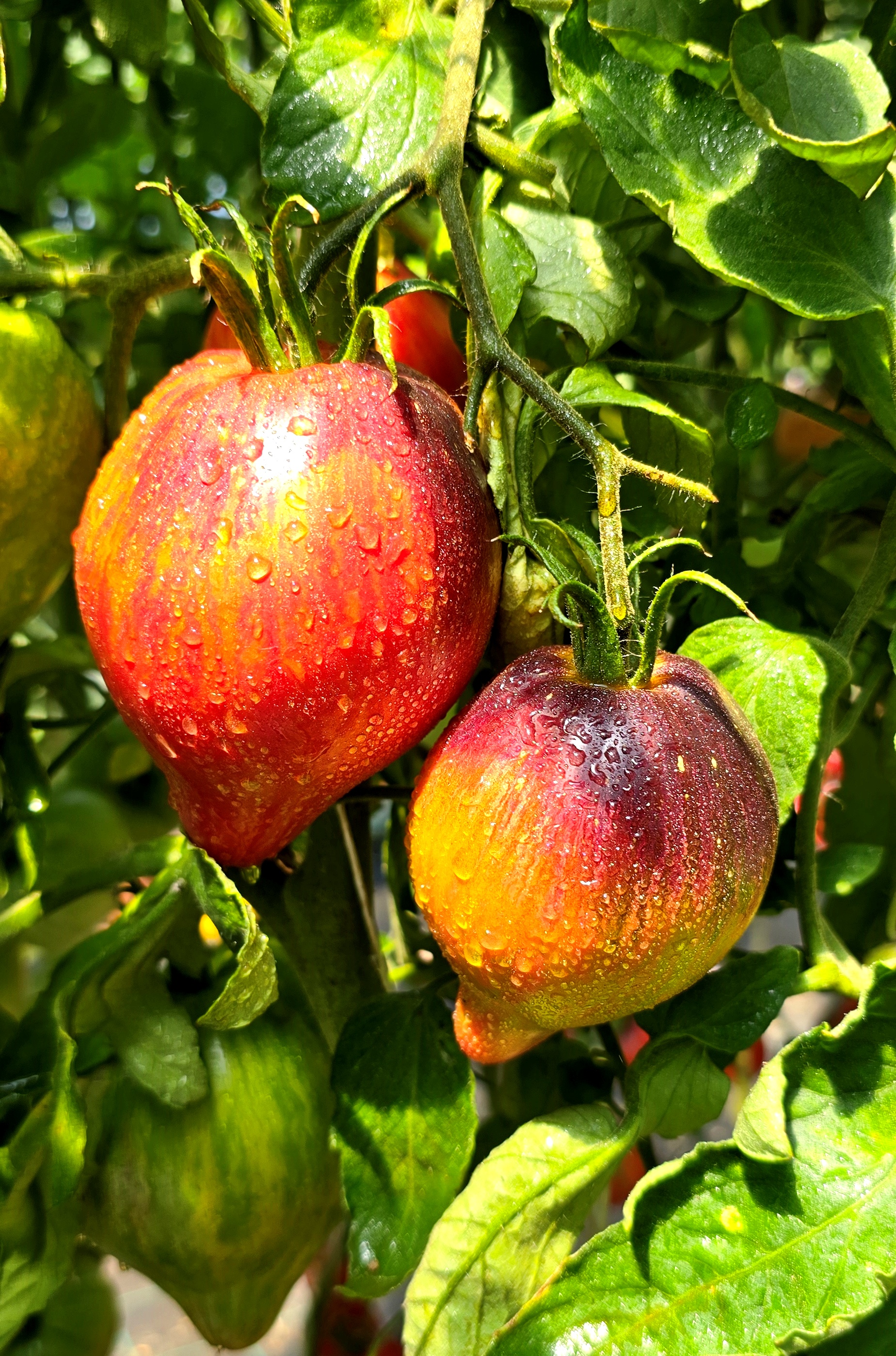Семена Томат ОГНЕННАЯ КОМЕТА СОФИИ (Sofias Fire Comet) — фото 5