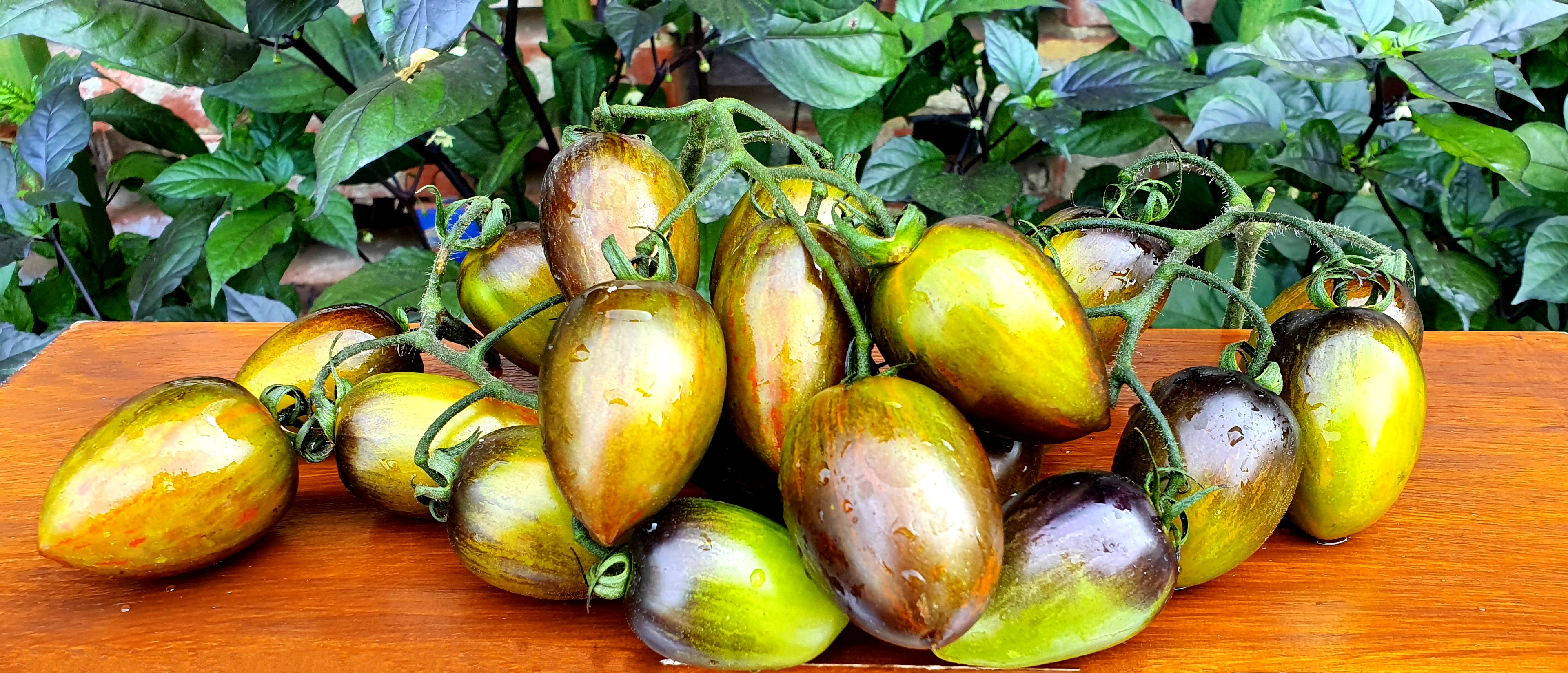 Семена Томат АТОМНЫЙ ВИНОГРАД БРЕДА (Brads Atomic Grape) — фото 2