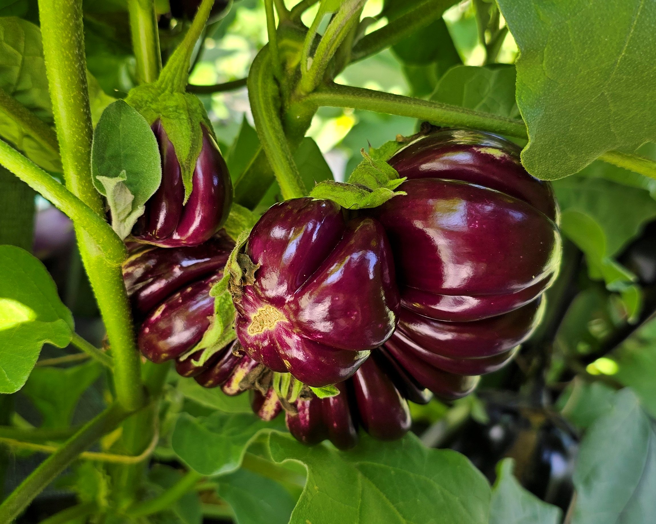 Семена Баклажан ТАЙСКИЙ ФИОЛЕТОВЫЙ РЕБРИСТЫЙ (Thai Purple Ribbed) — фото 4