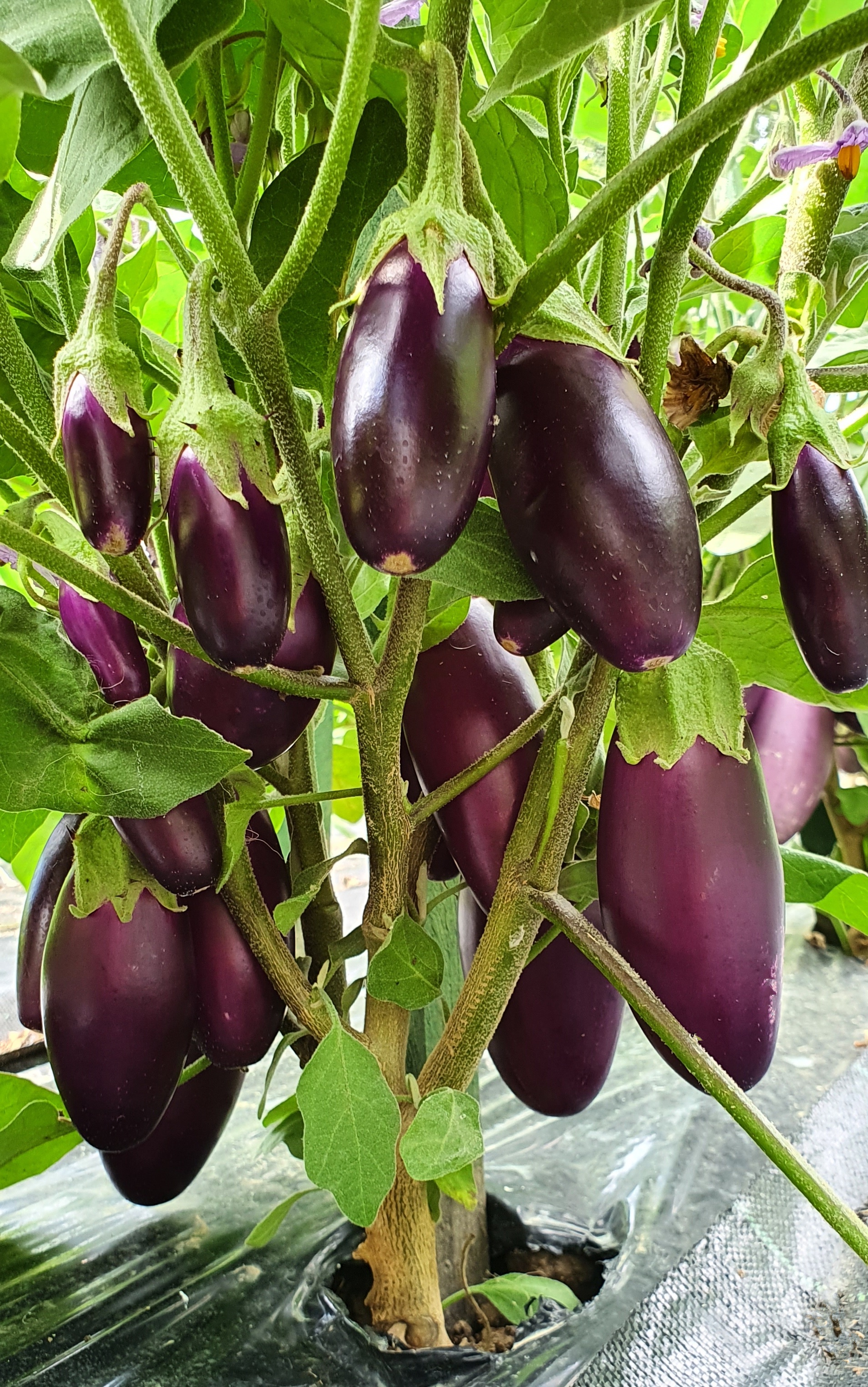 Семена Баклажан ДРАГОЦЕННЫЙ АМЕТИСТ (Amethyst Jewel)